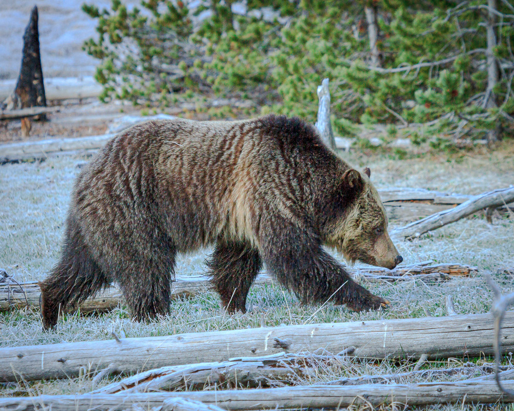 Grizzly Bear - Wyoming