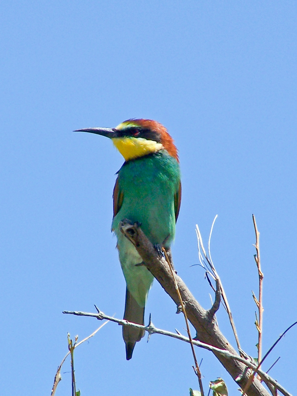 Earasian Bee-eater