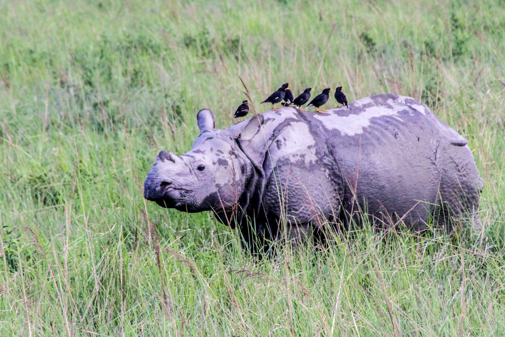 One-horned Rhinoceros - India
