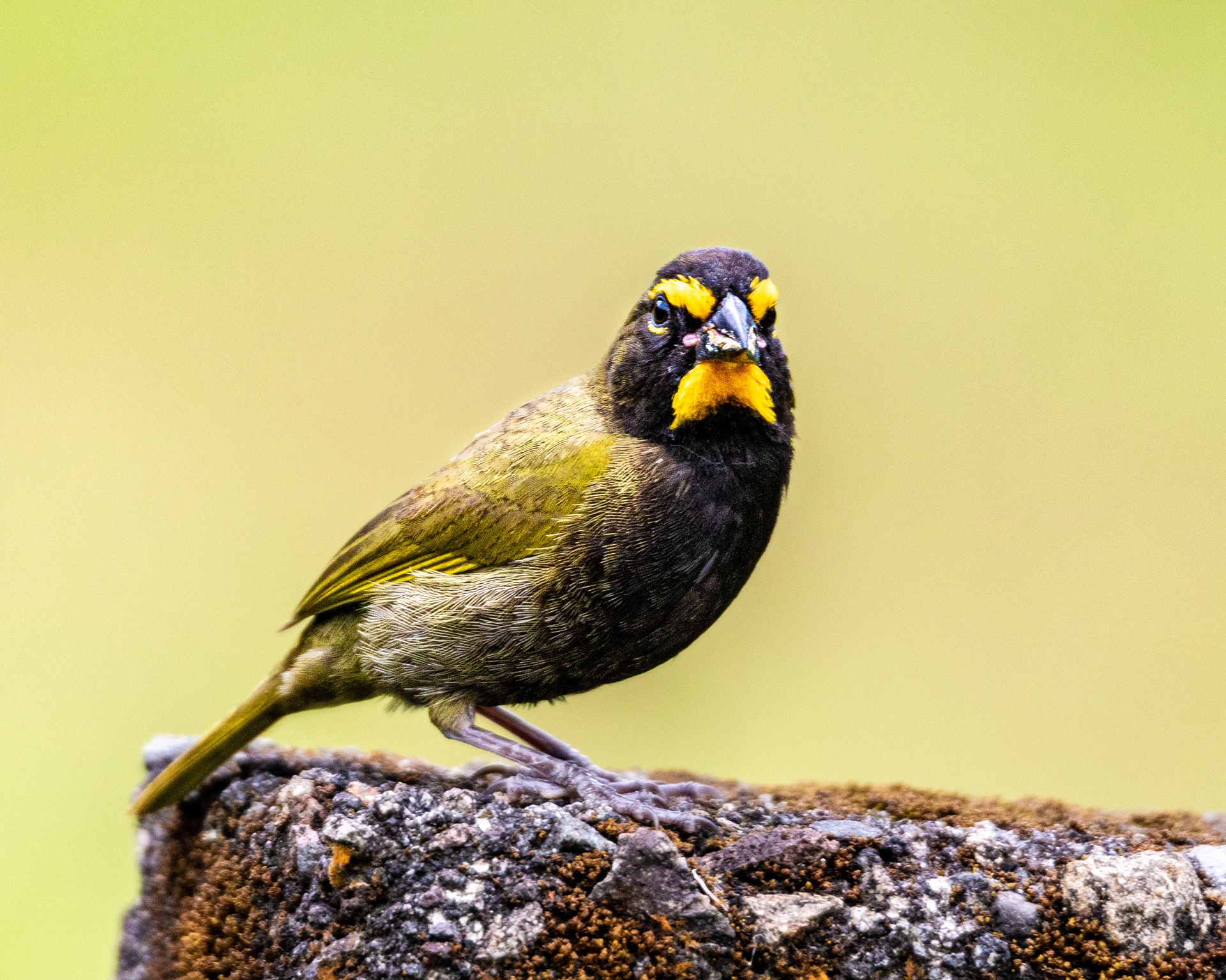 Yellow-faced Grassquit - Costa Rica