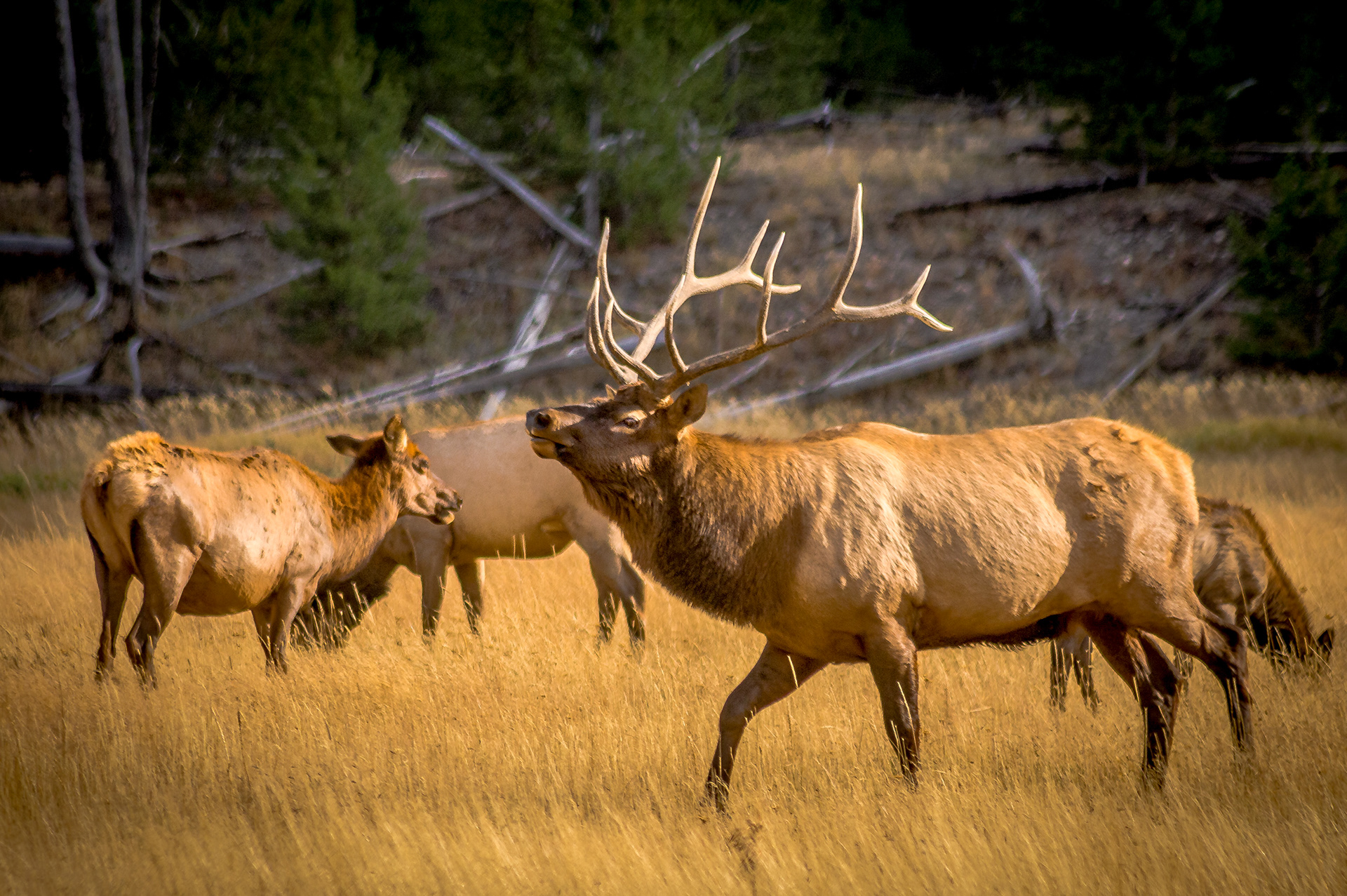 Rocky Mountain Elk - Wyoming, USA