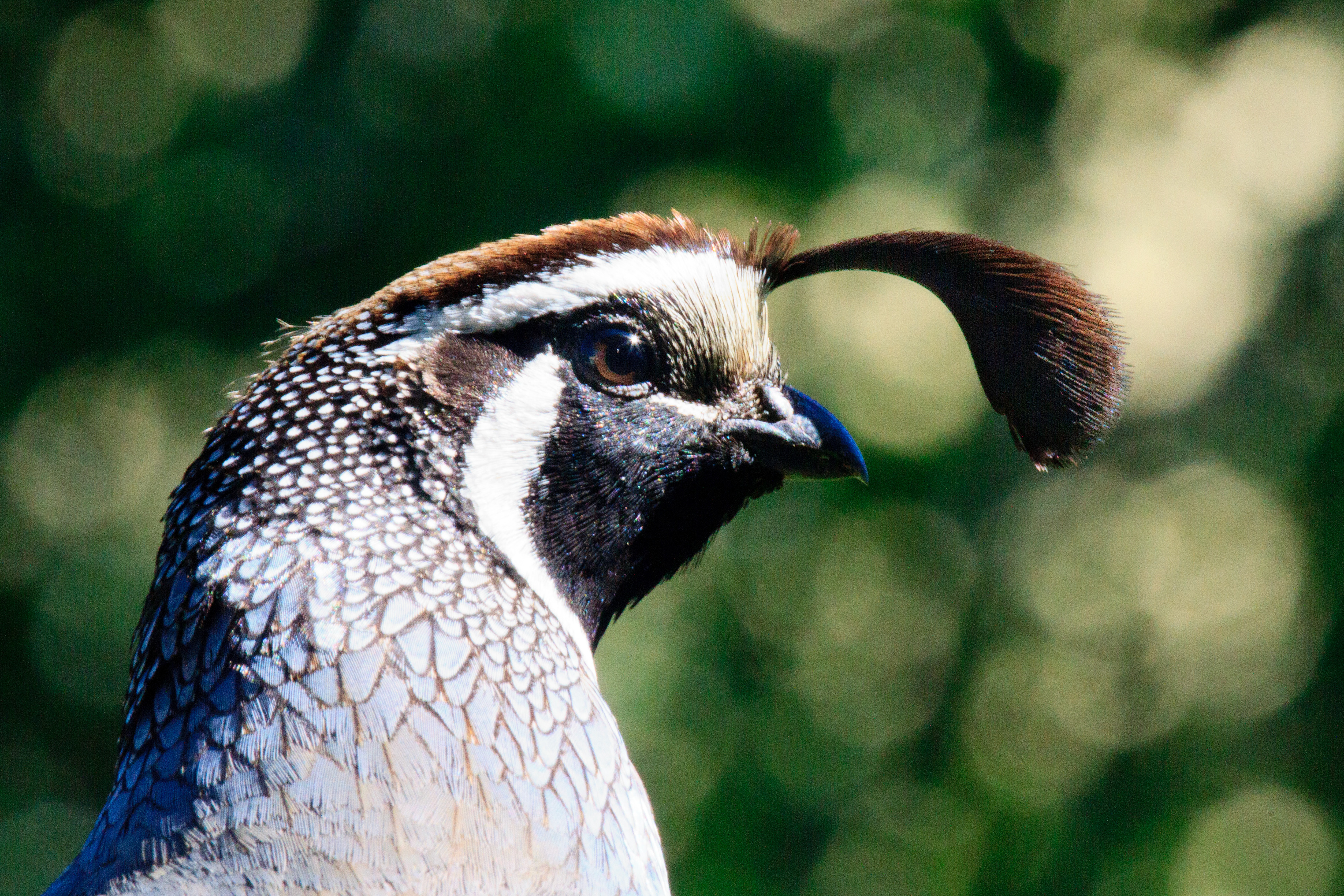 California Quail - Idaho, USA