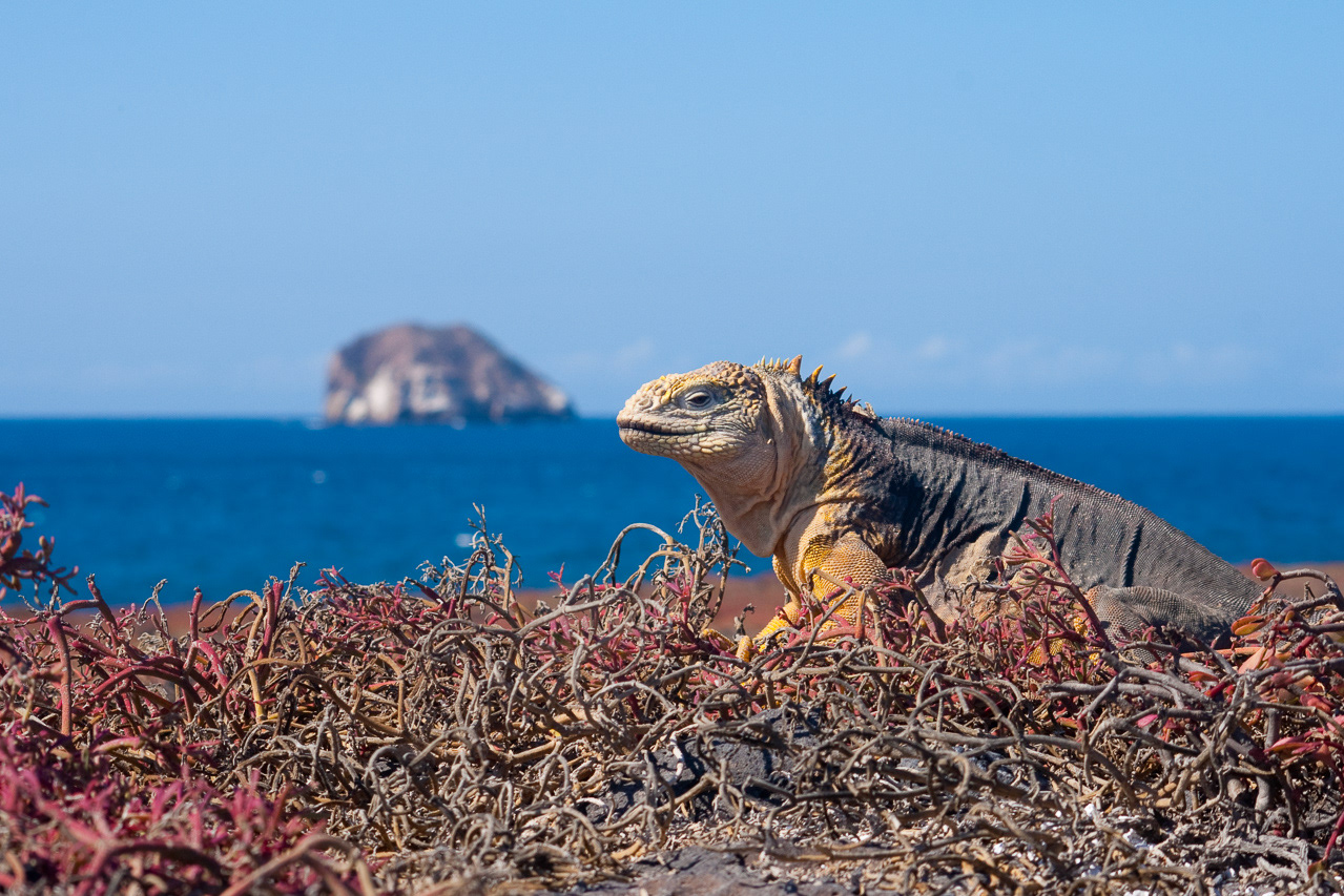 Land Iguana - Santa Cruz Island, Galapagos Island group, Ecuador