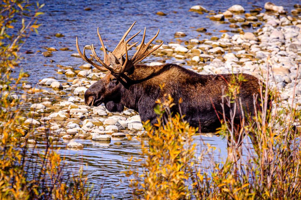Shiras moose - Wyoming, USA