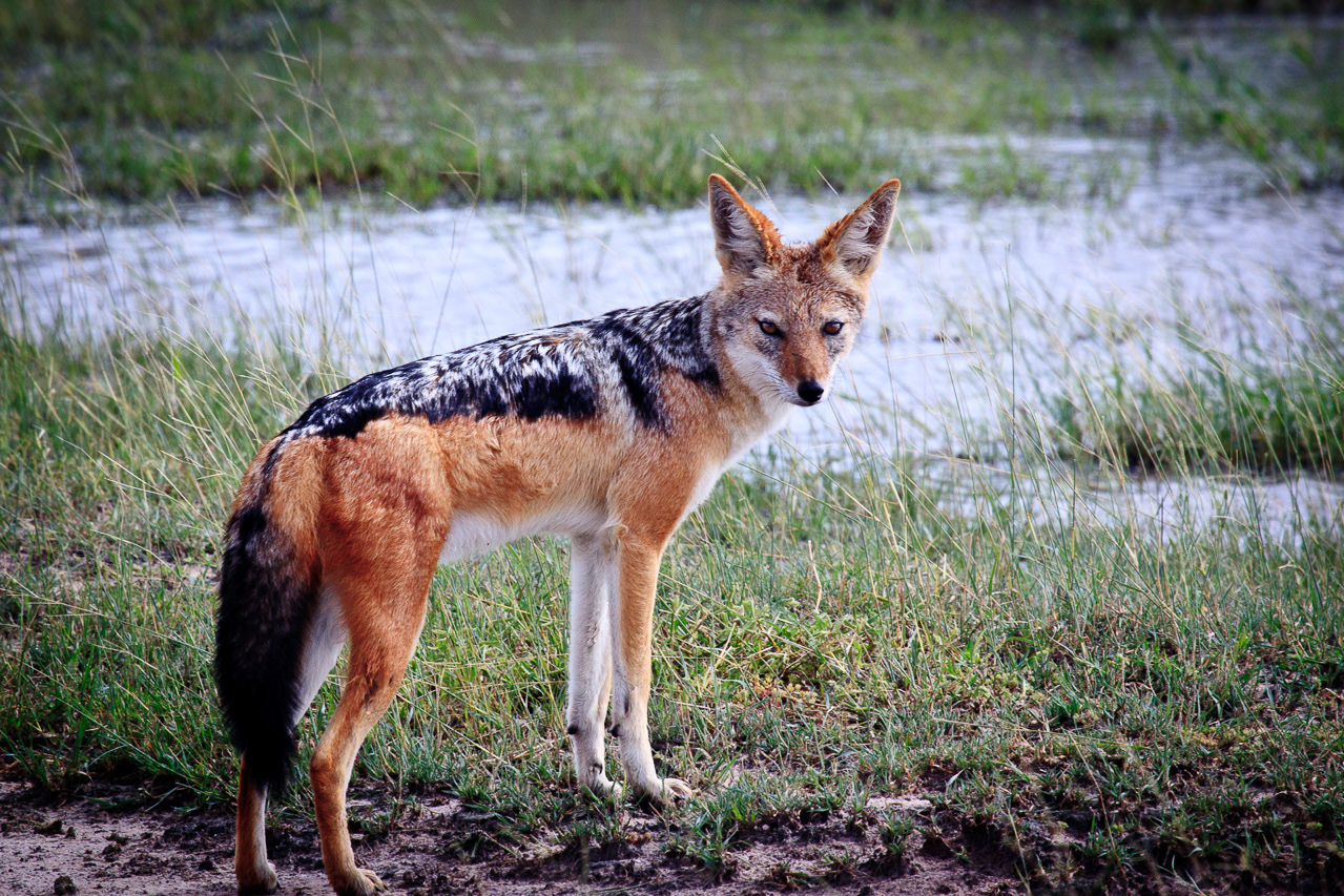 Black-backed Jackal - Botswana