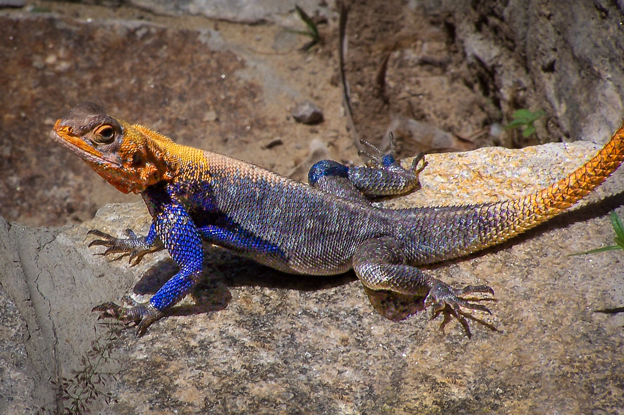 Rock agama - Kenya