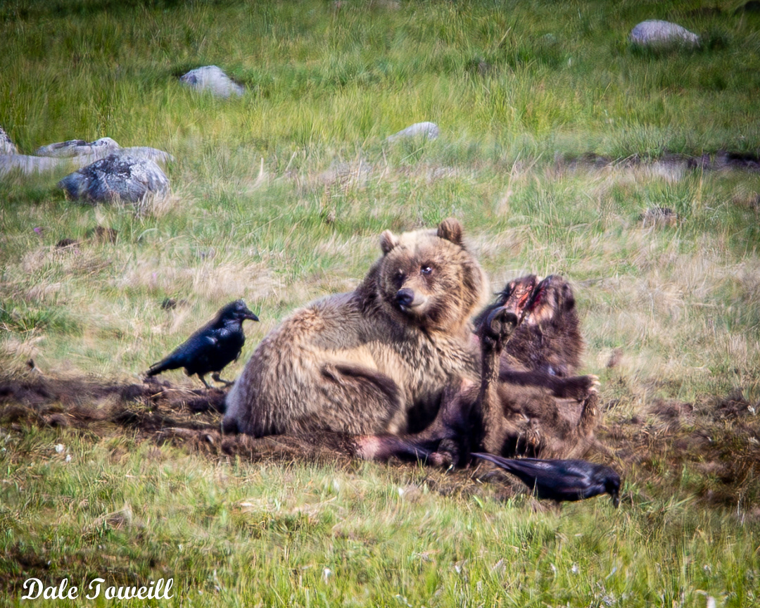 Away from my dinner! - Yellowstone NP