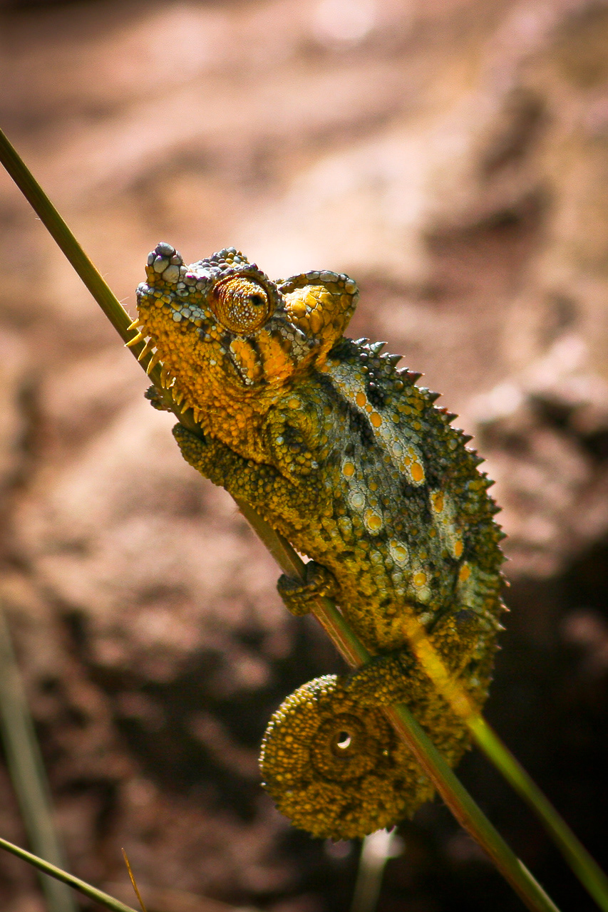 Chamaeleon