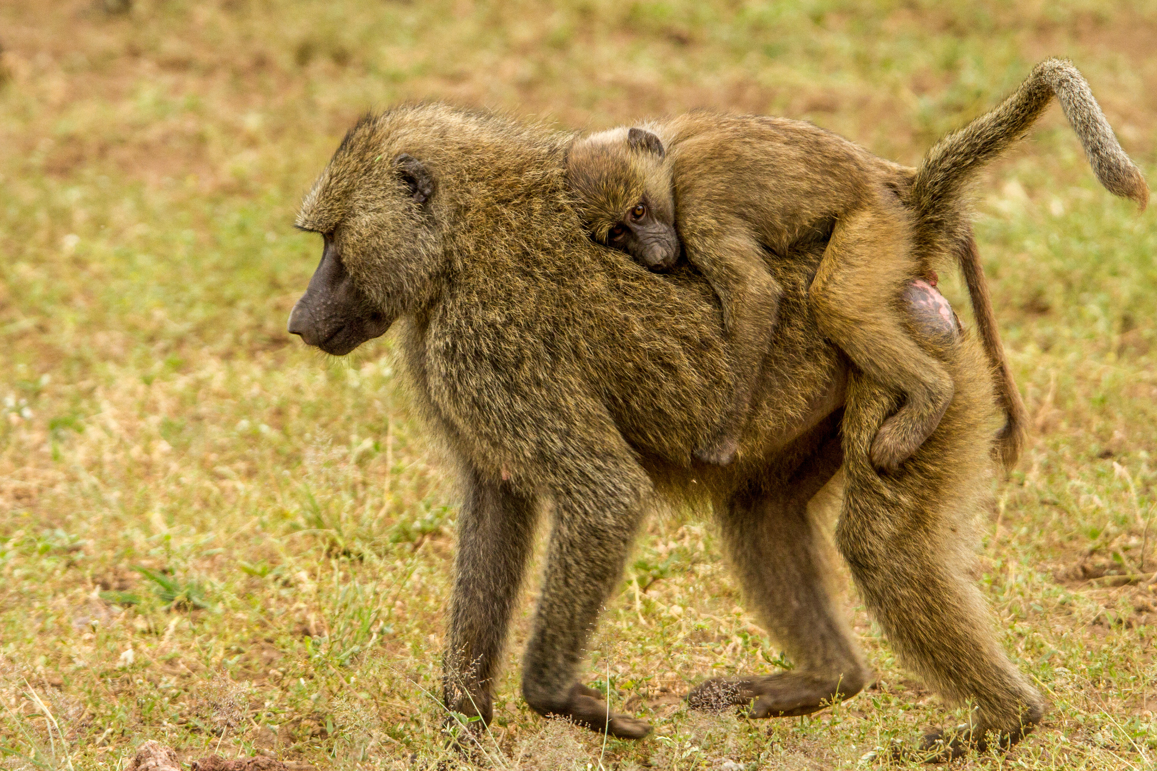 Olive Baboon- Kenya