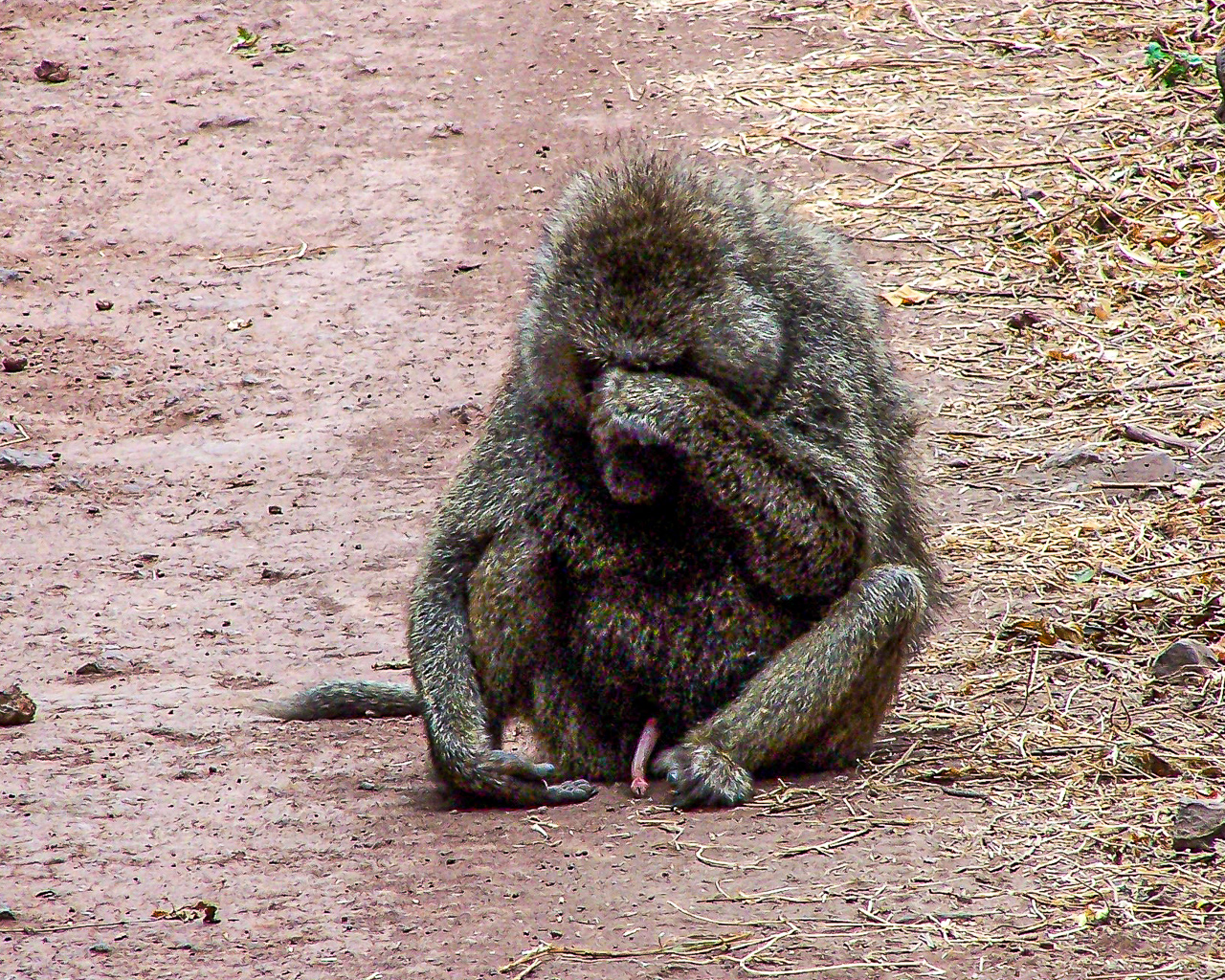 Olive Baboon - Tanzania