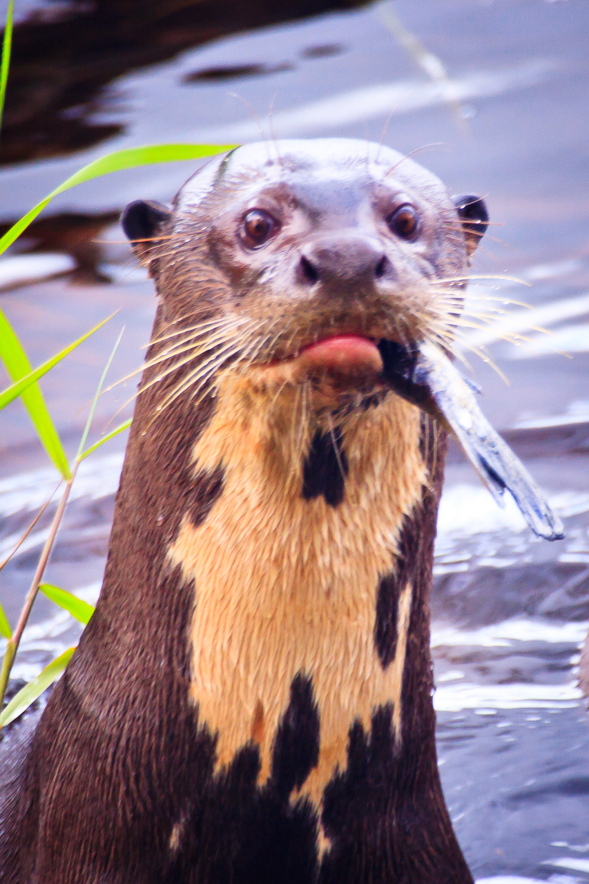 Giant River Otter