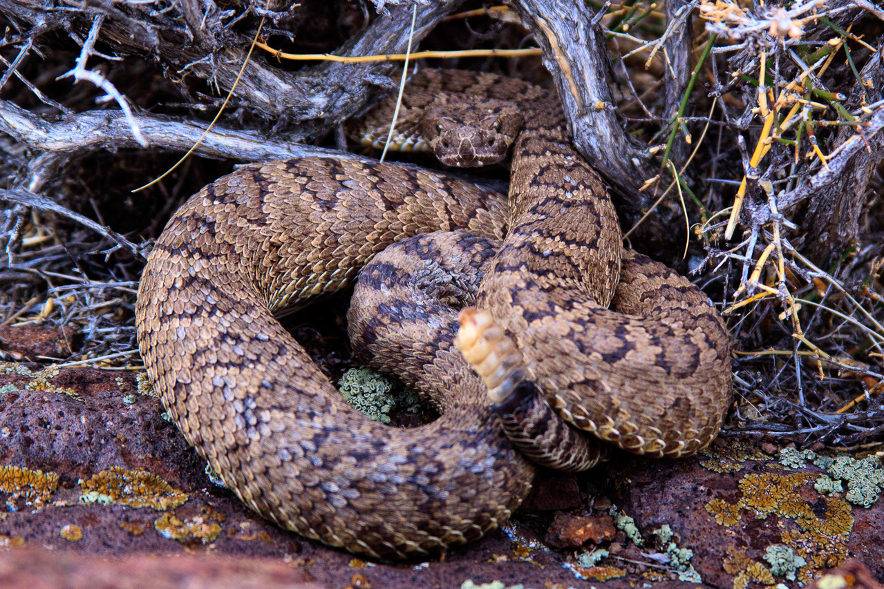 Great Basin rattlesnkae - Idaho, USA