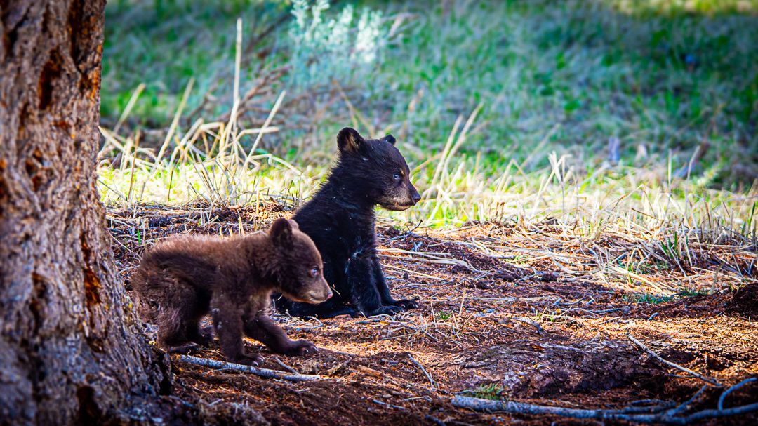 Black bear cubs - Yellowstone NP