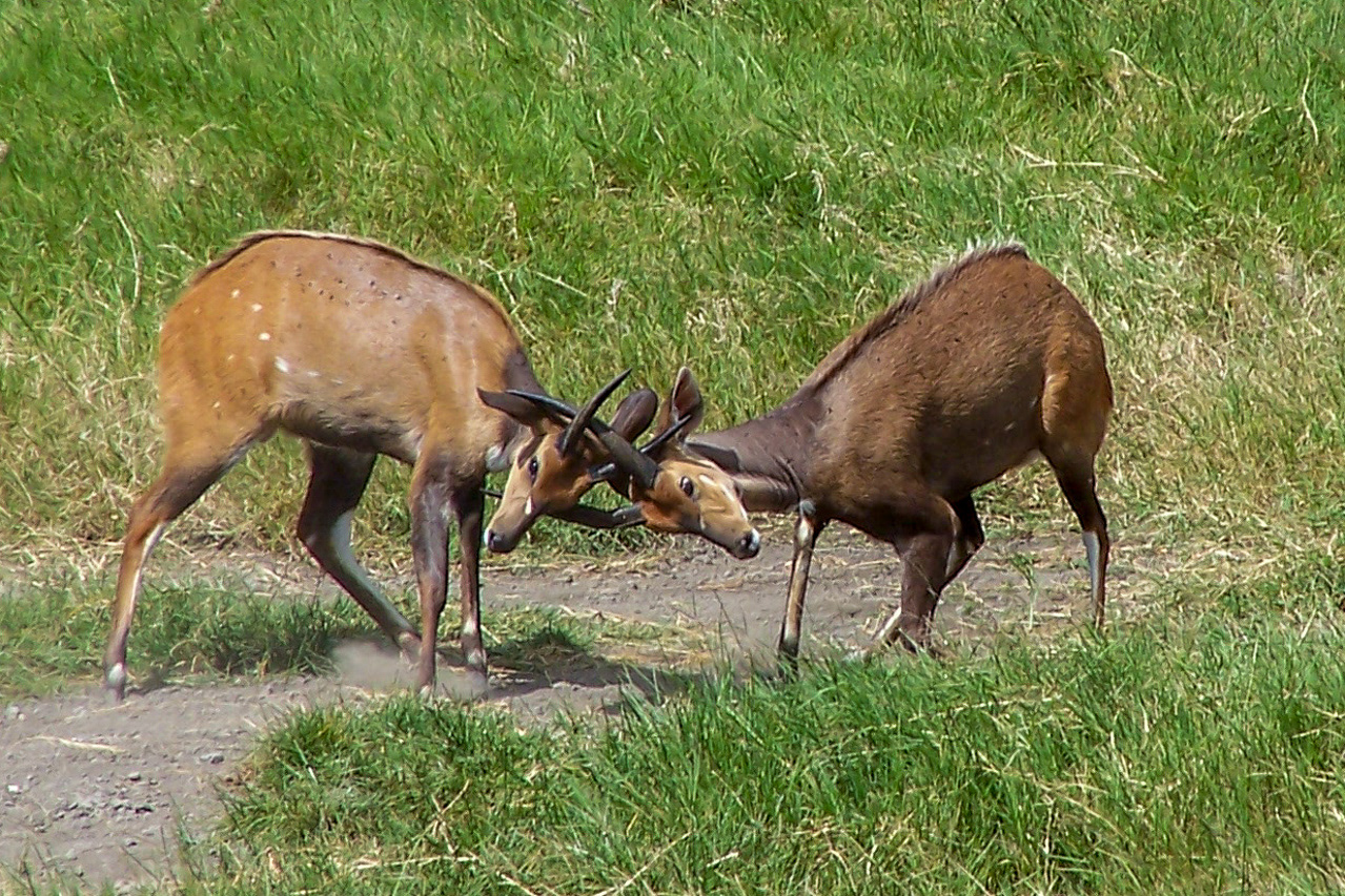 Dueling Bushbuck males - Kenya