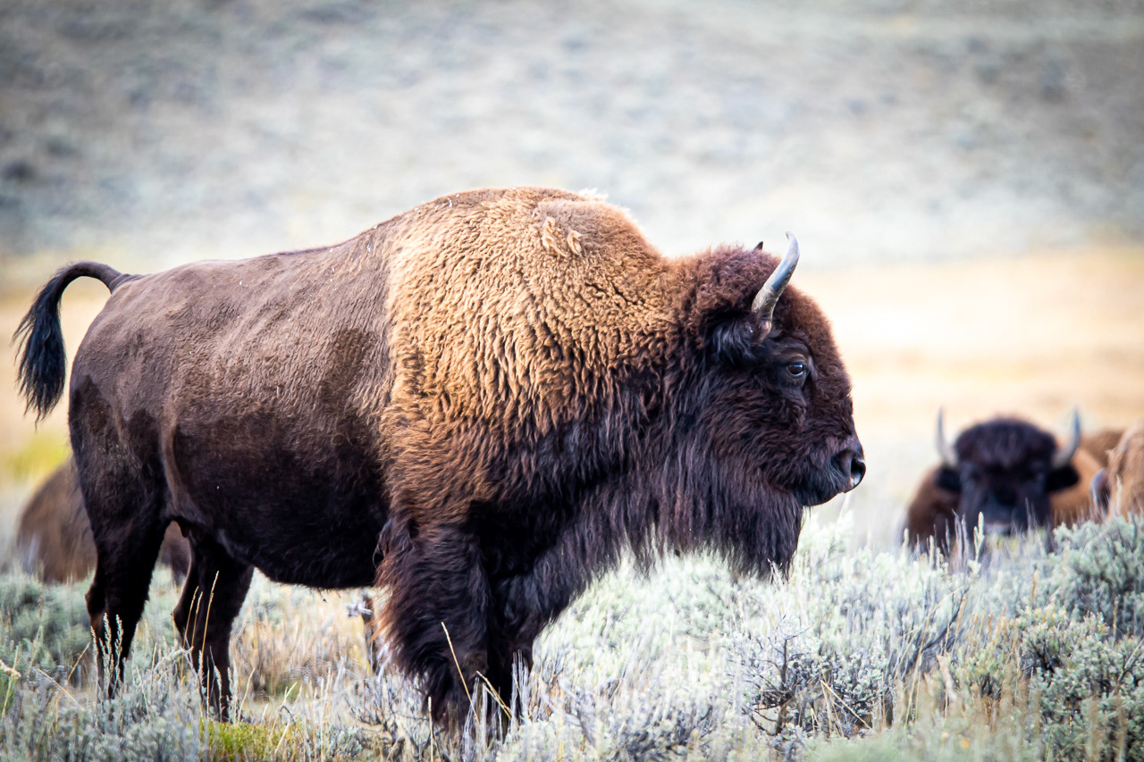 Bison - Wyoming