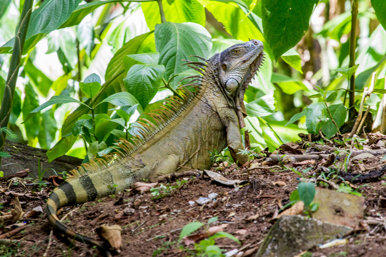Green iguana - Mexico