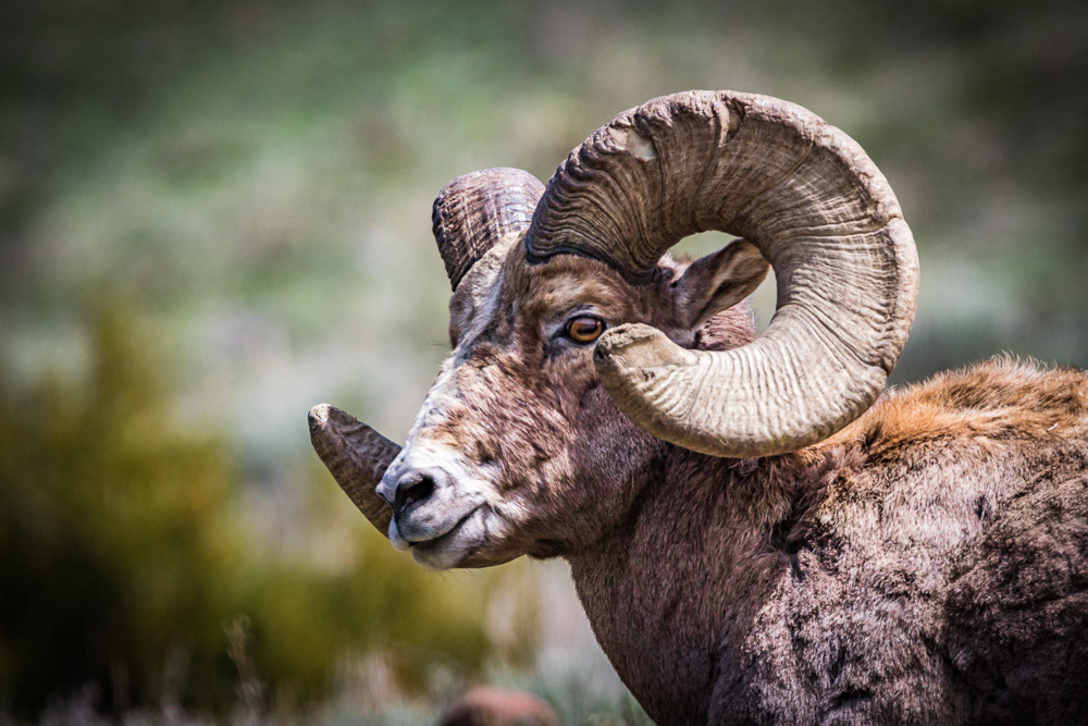 Rocky Mountain Bighorn Sheep - Wyoming, USA