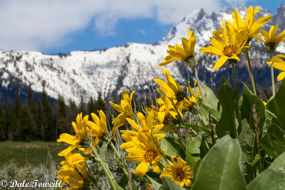 Biscuitroot in the Teton Mountains