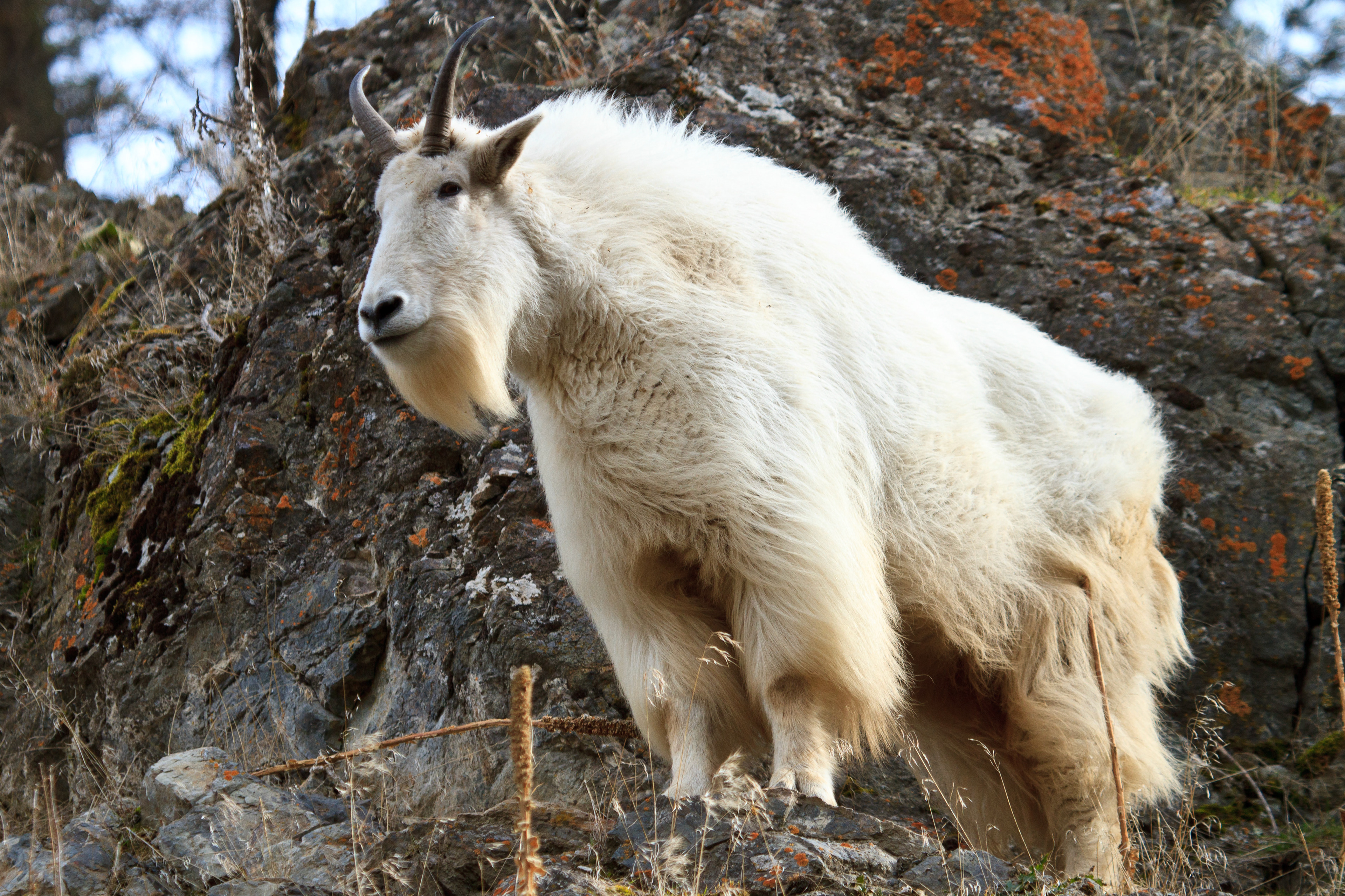 Mountain Goat - British Columbia, Canada