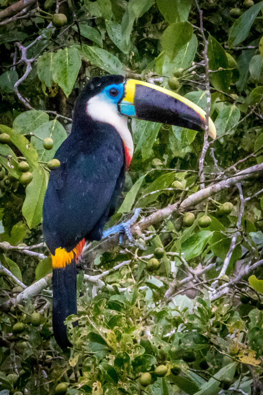 Keel-billed Toucan