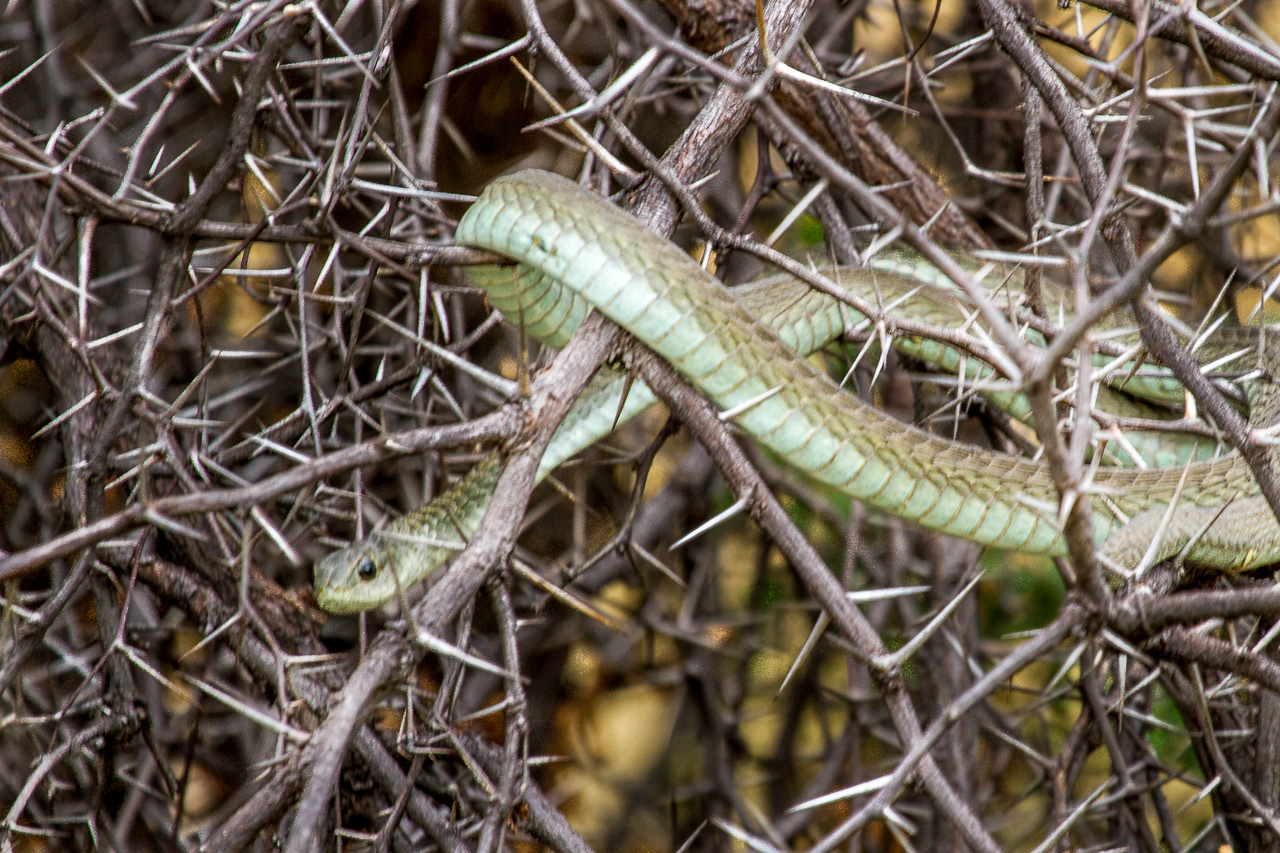 Boomslang - Tanzania