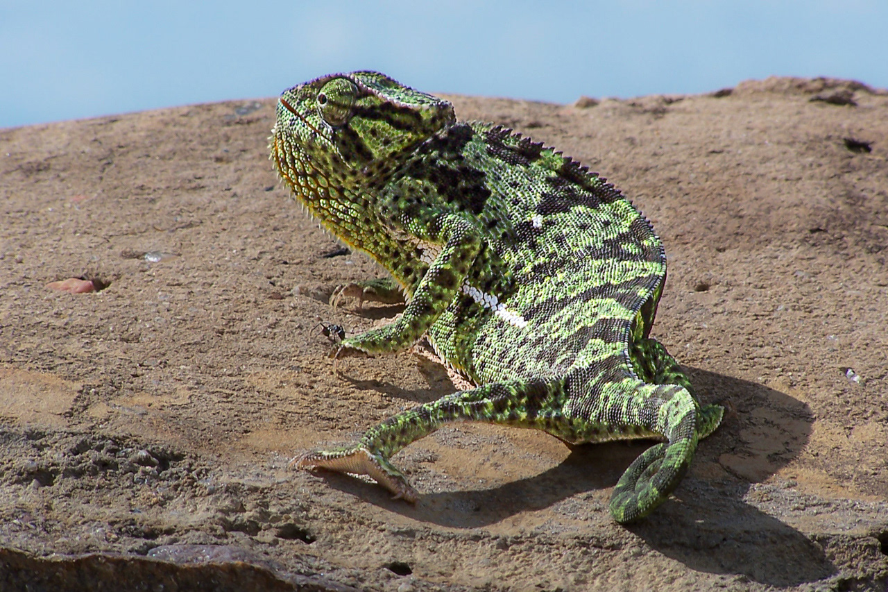 Flap-necked chamaeleon - Uganda
