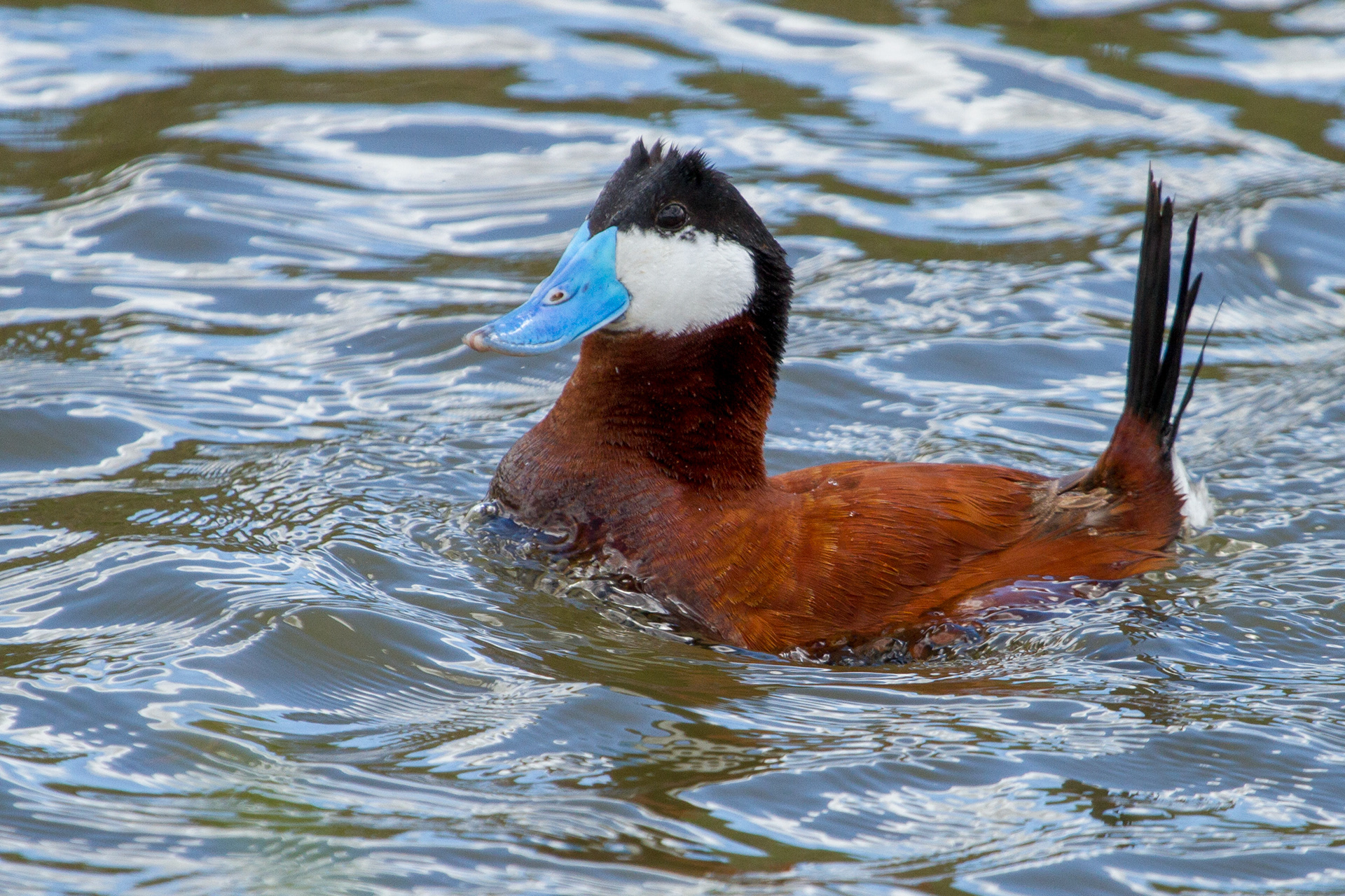 Ruddy Duck - Idaho, USA