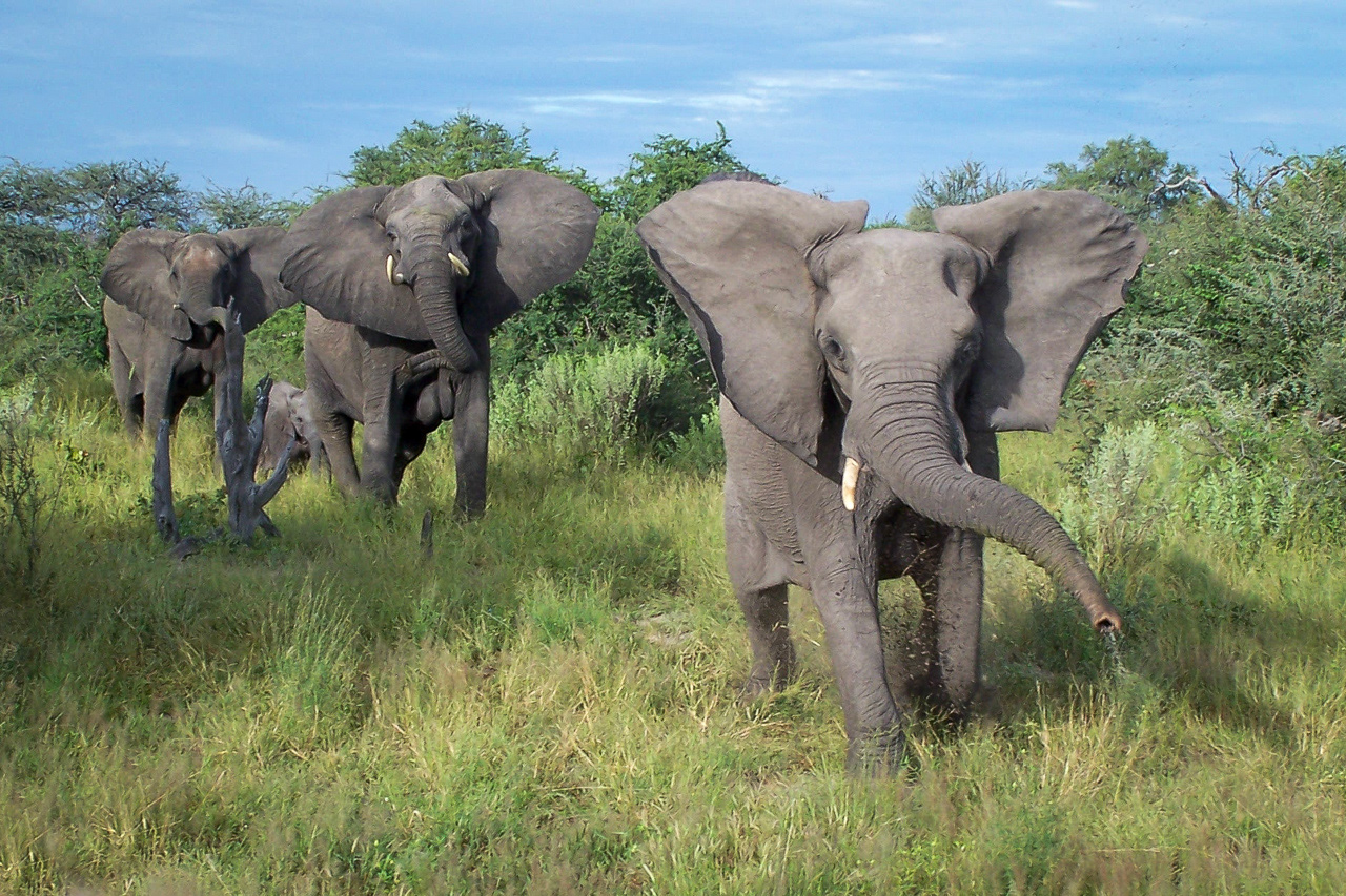 Elephant charge - Botswana