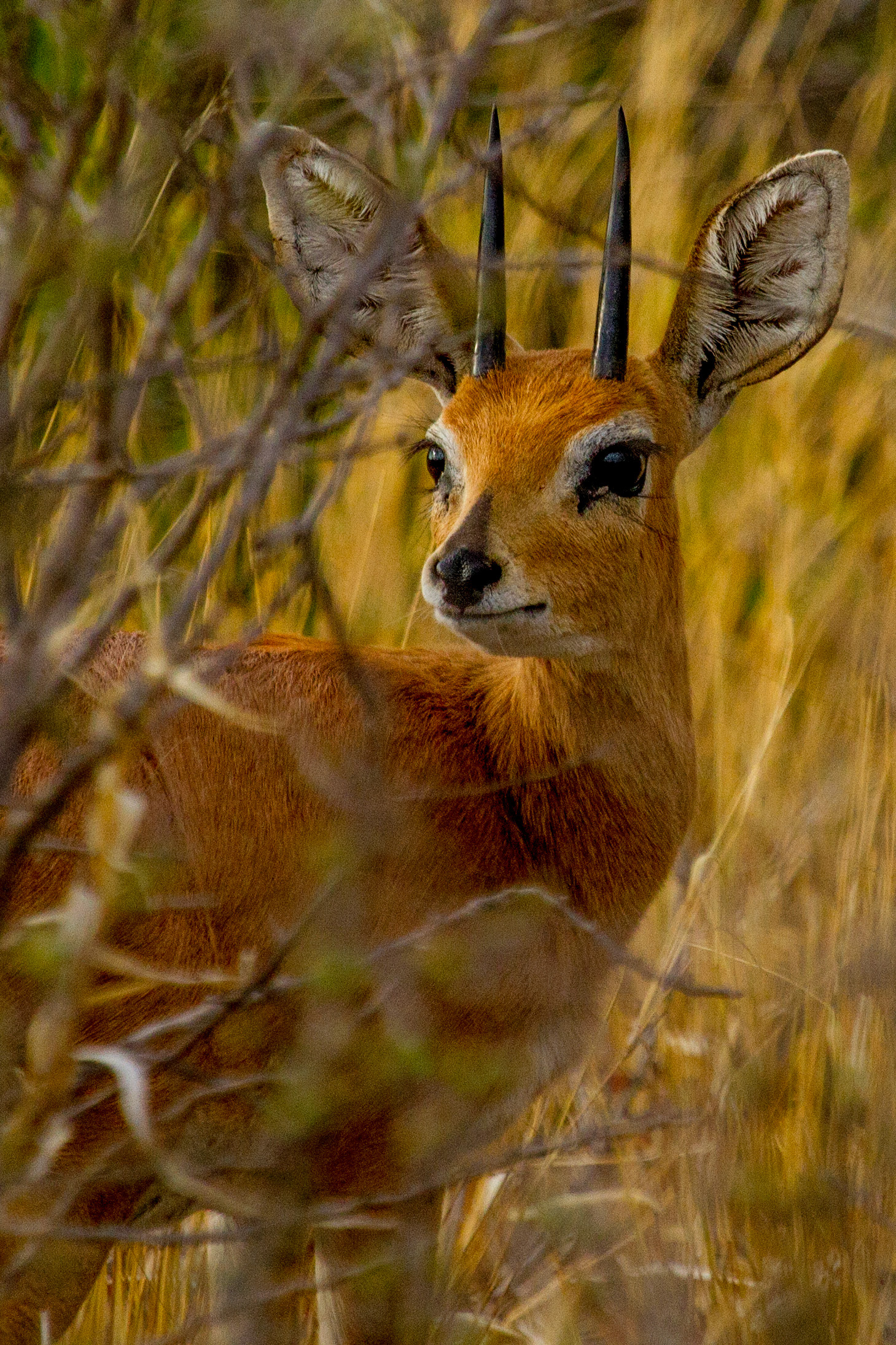Steinbuck - Botswana