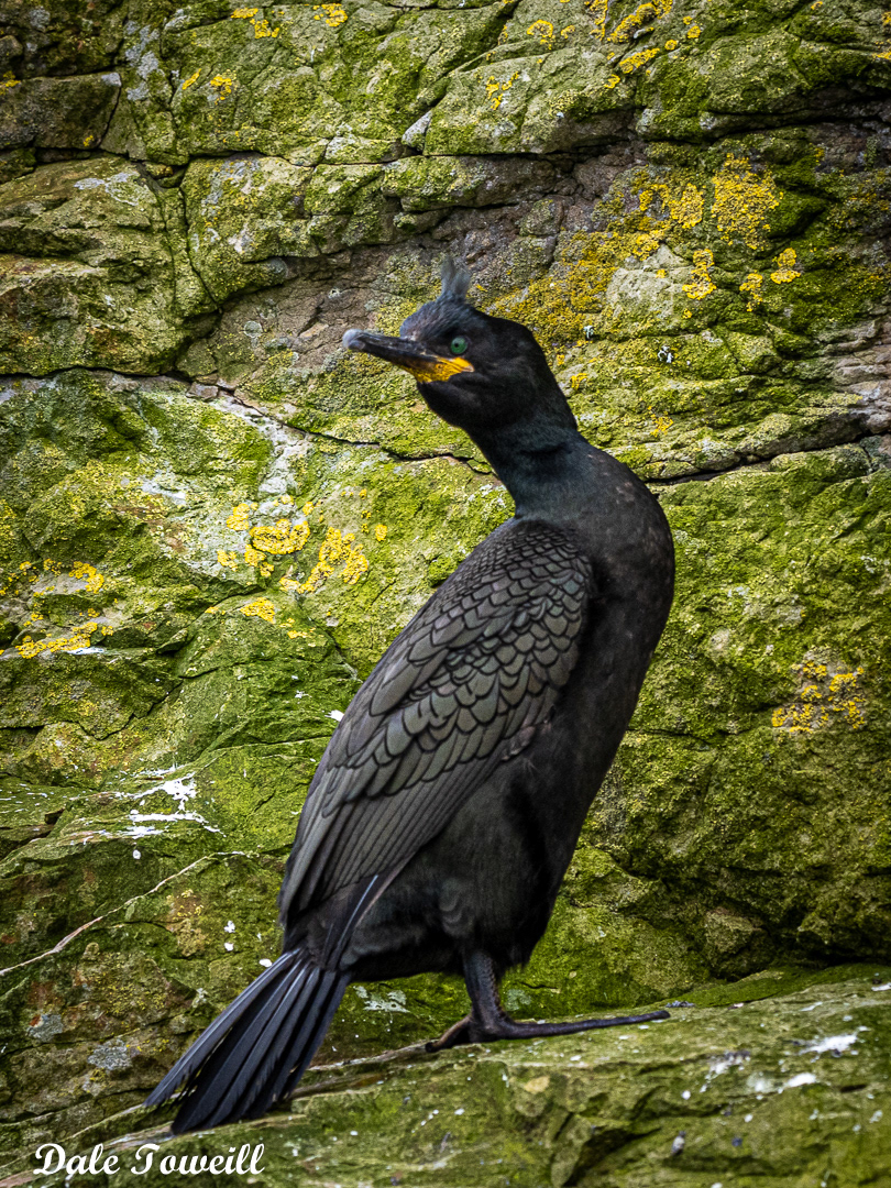 Shag - Ireland