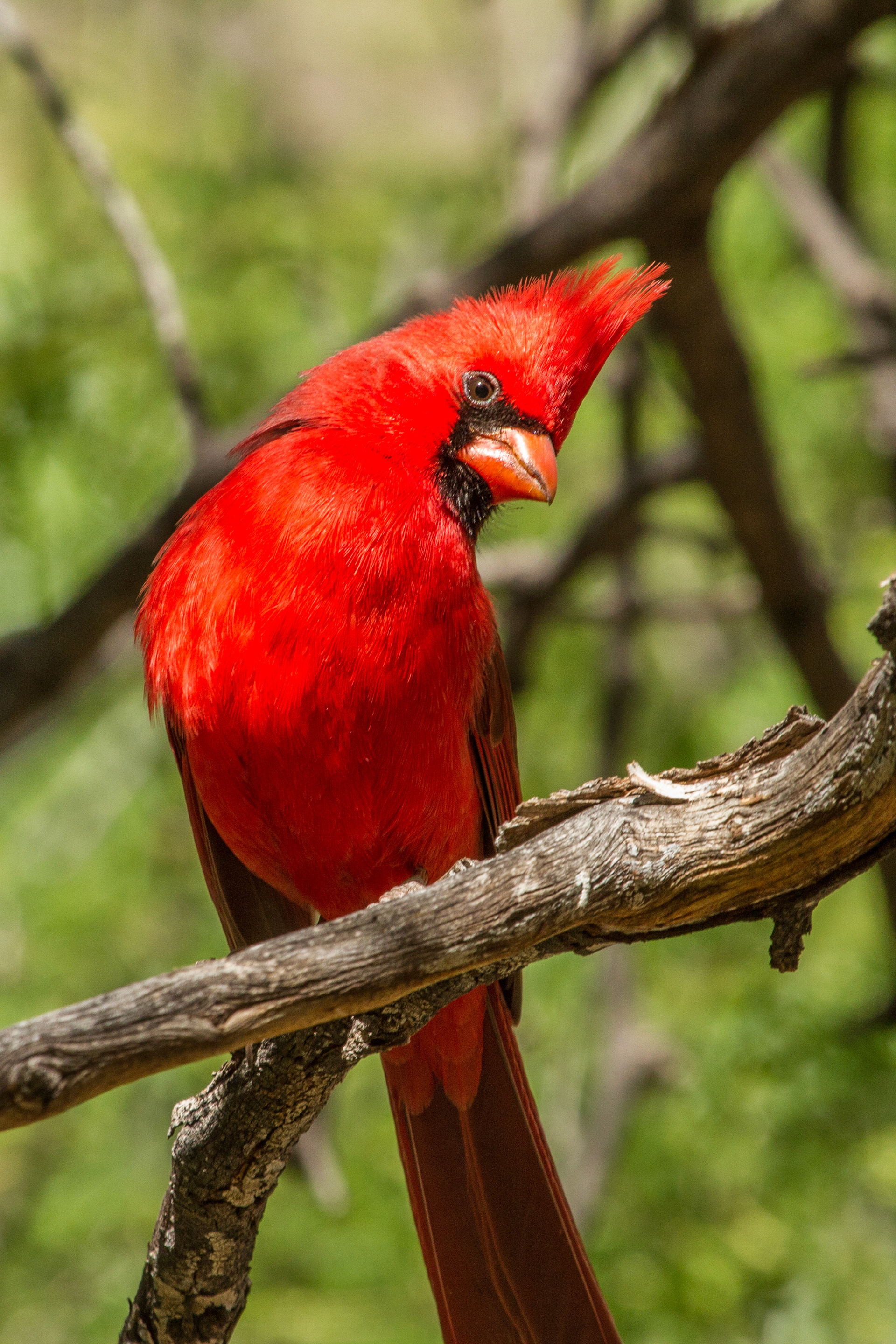 Cardinal - USA