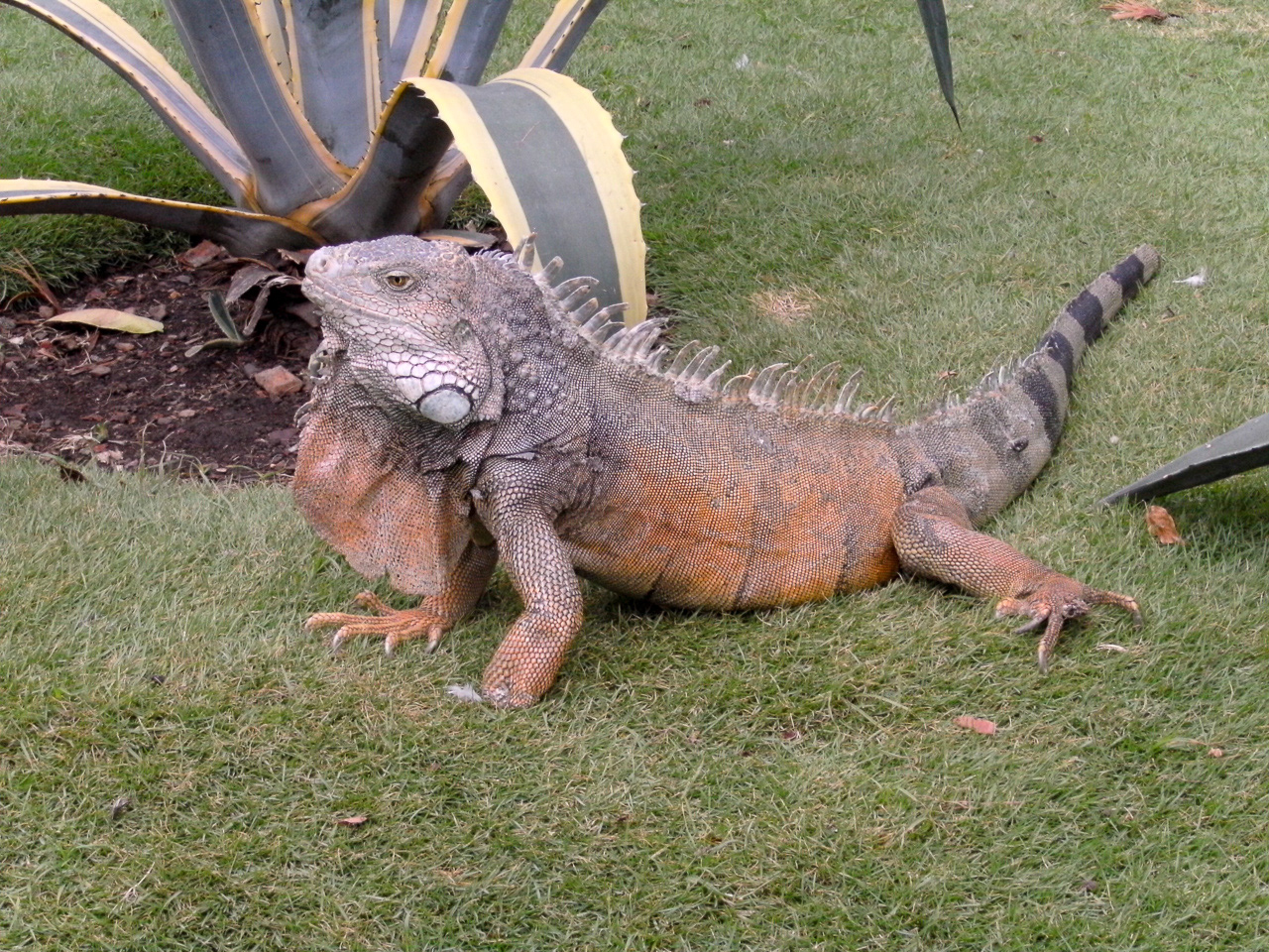 Green Iguana - Ecuador