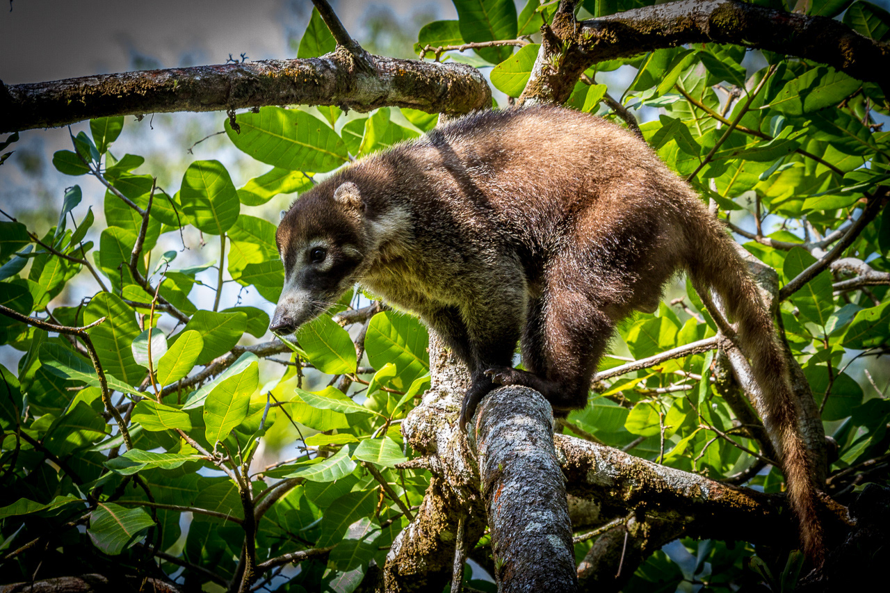 Coatimundi - Costa Rica