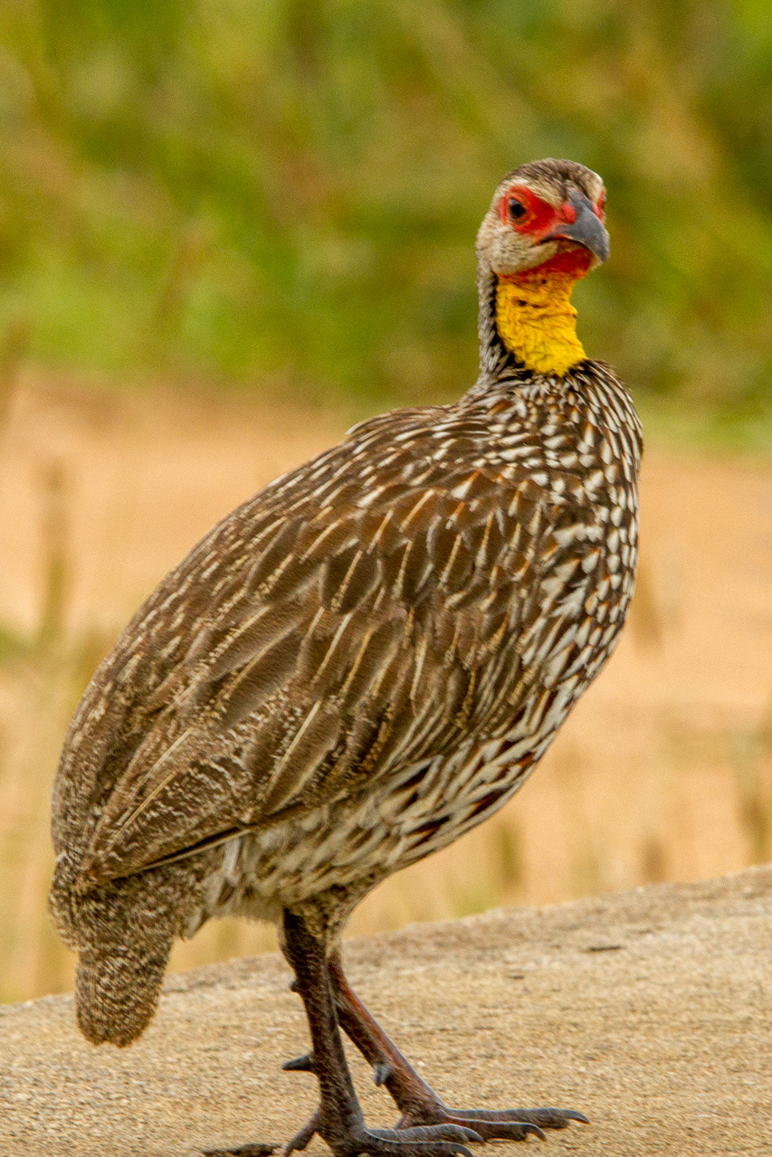Yellow-throated Spurfowl