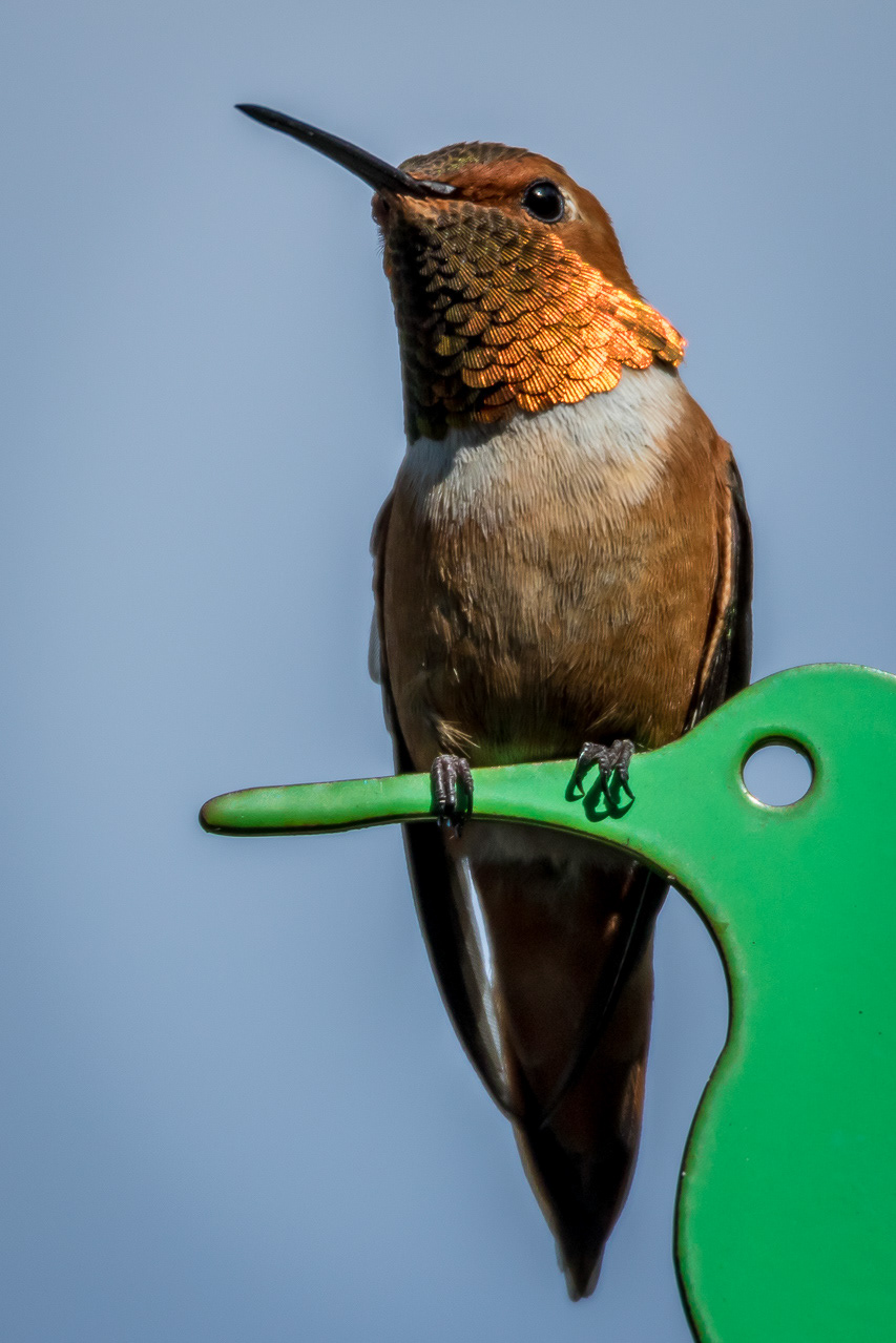 Rufous-throated Hummingbird