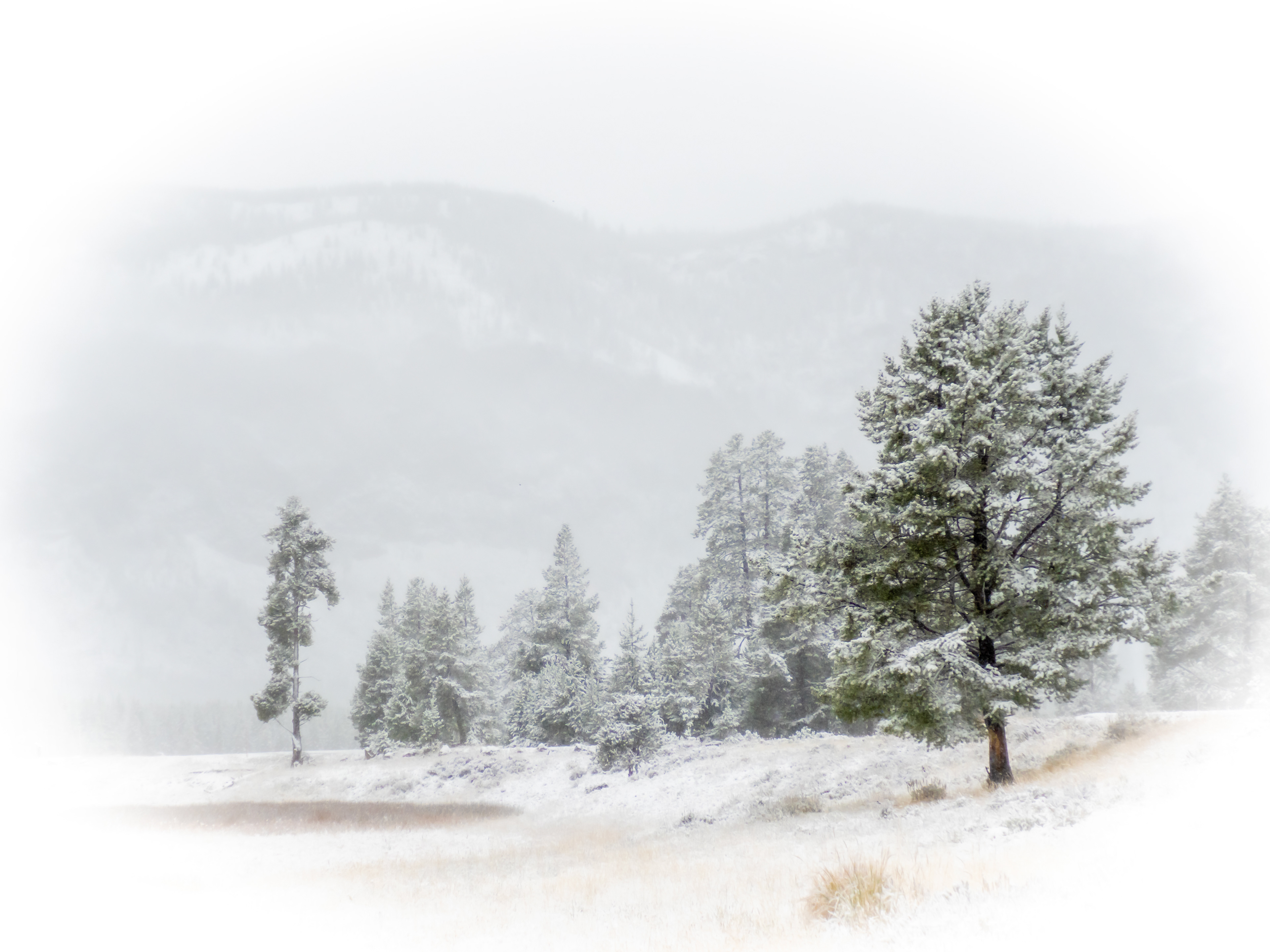First snow - Yellowstone NP, Wyoming