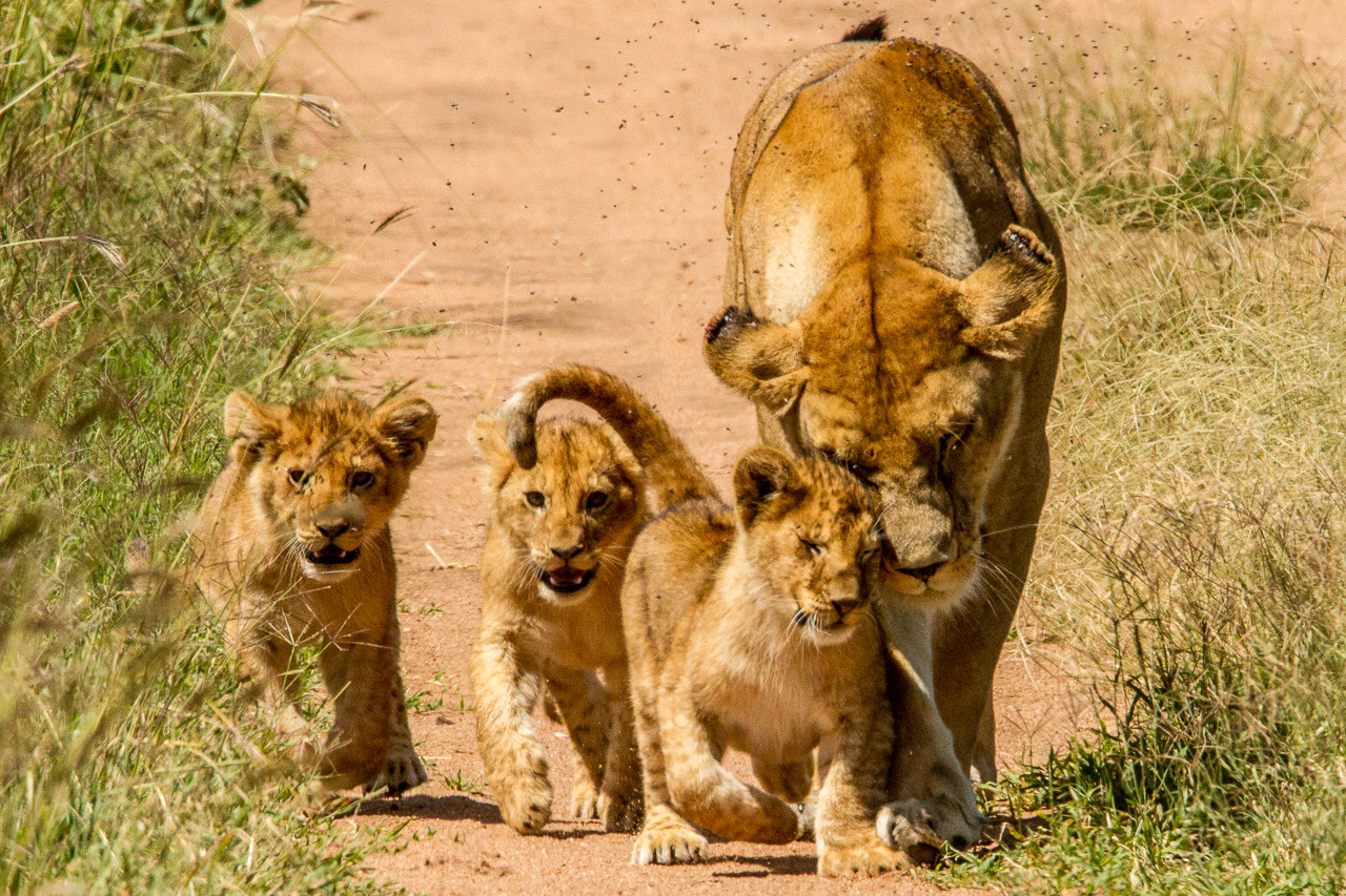 Lioness with cubs - Tanzania