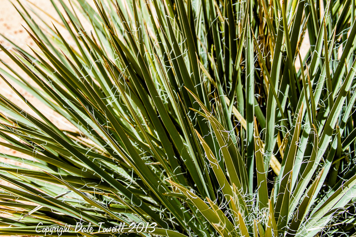 Yucca