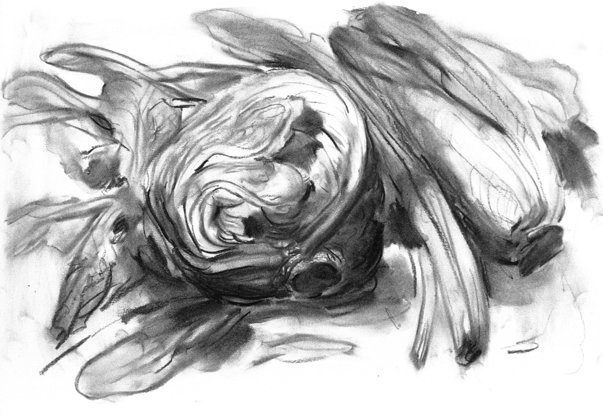 Carboncillo/papel.-34,5cm X 49,5