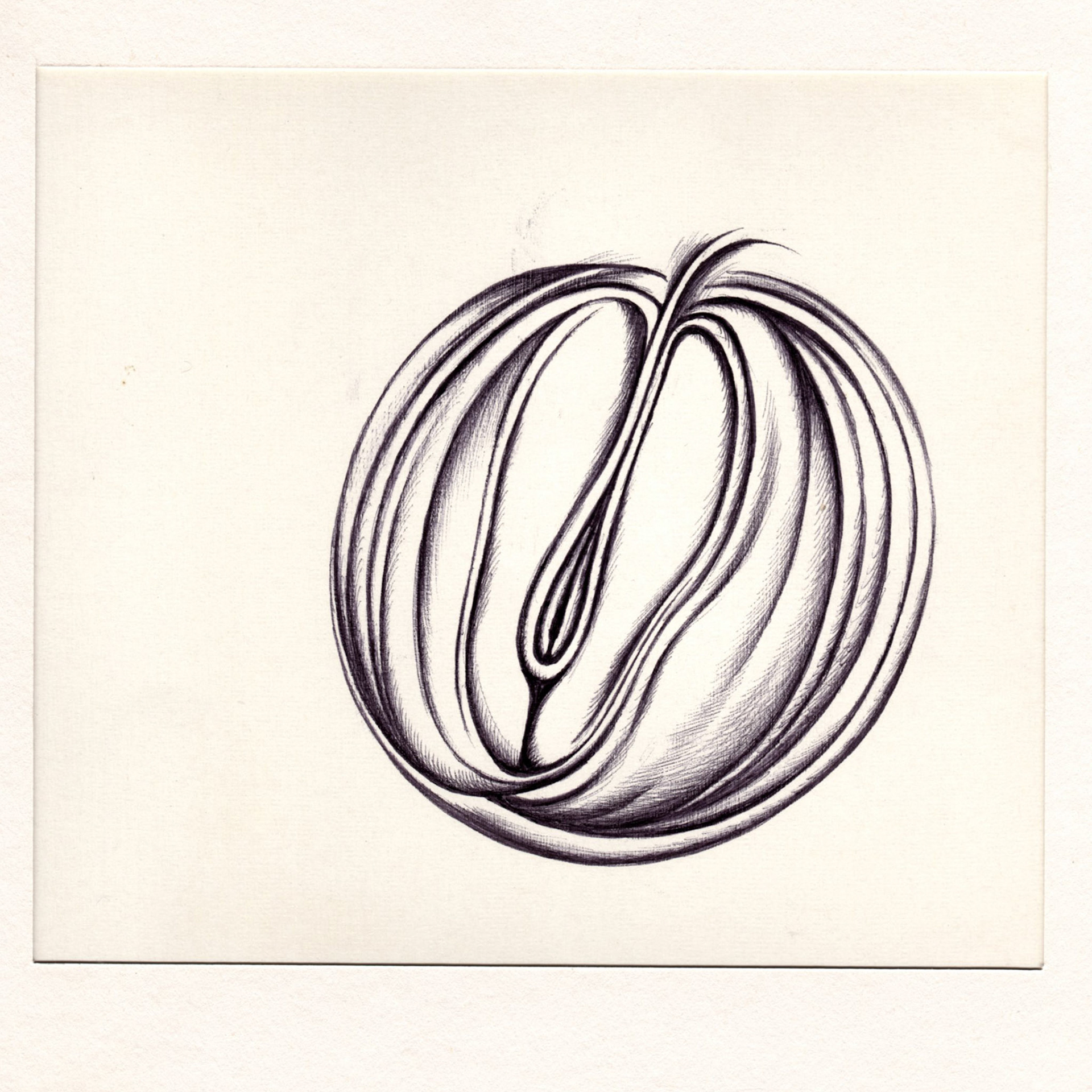 boligrafo/papel._ 14,3 x 14,3 cm