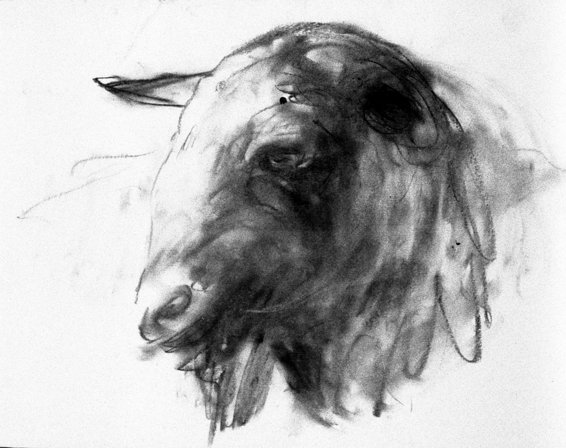 Carboncillo/papel.-34,5x49,5cm