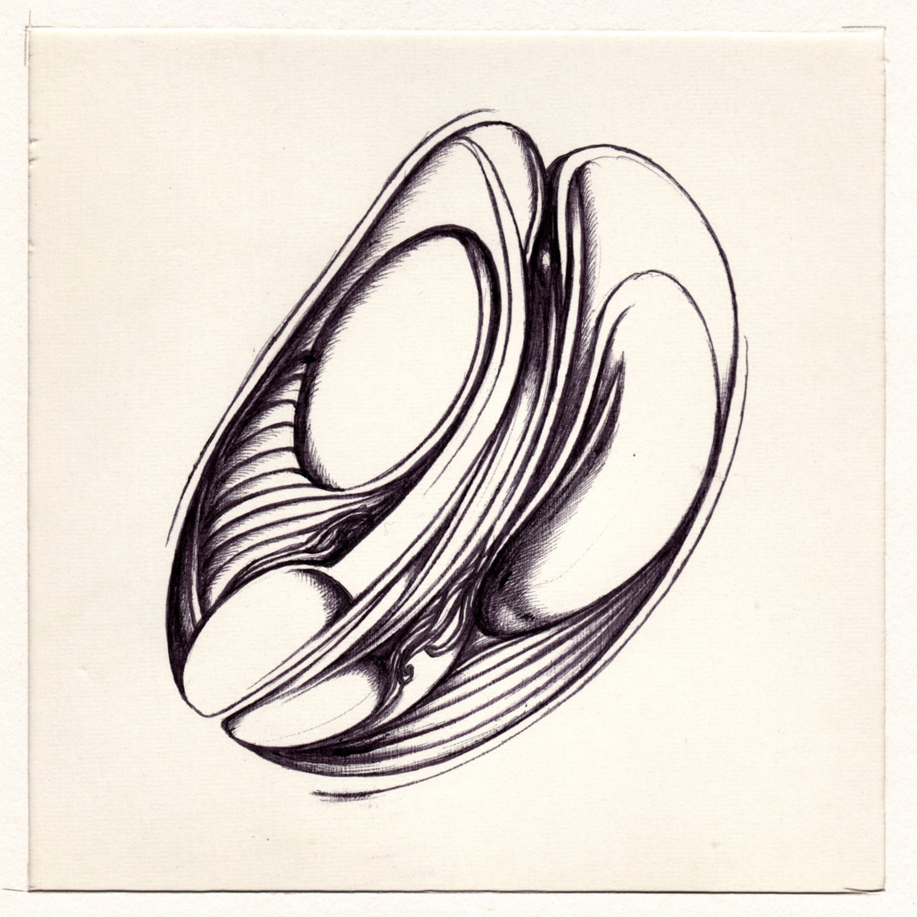 boligrafo/papel._ 14,3 x 14,3 cm