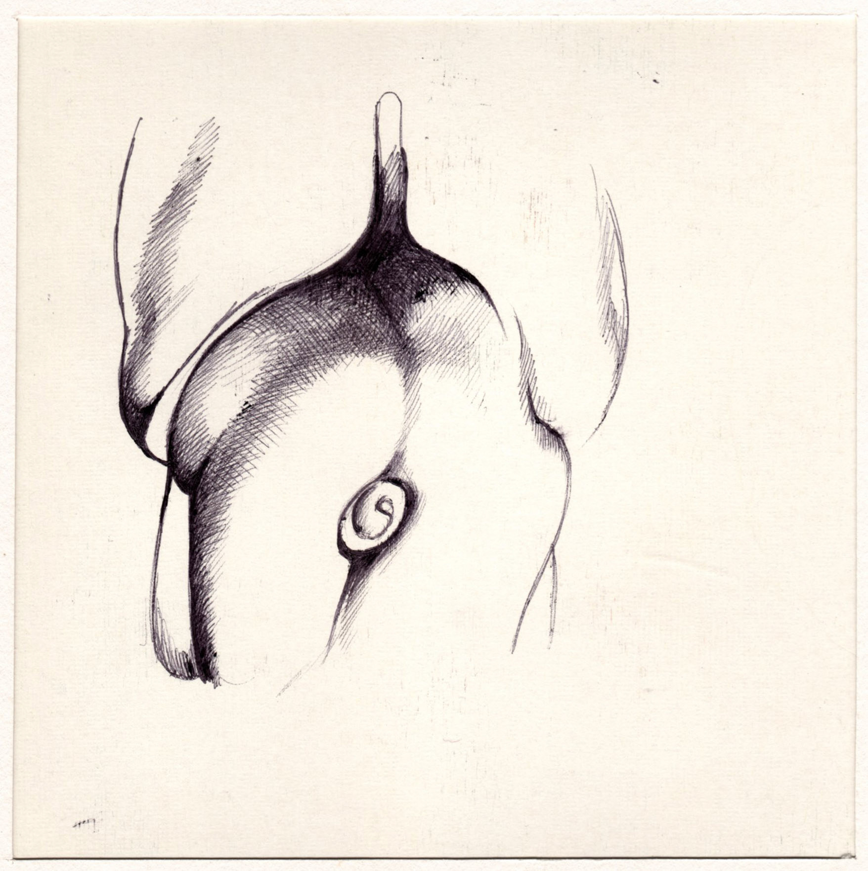 boligrafo/papel._ 14,3 x 14,3 cm