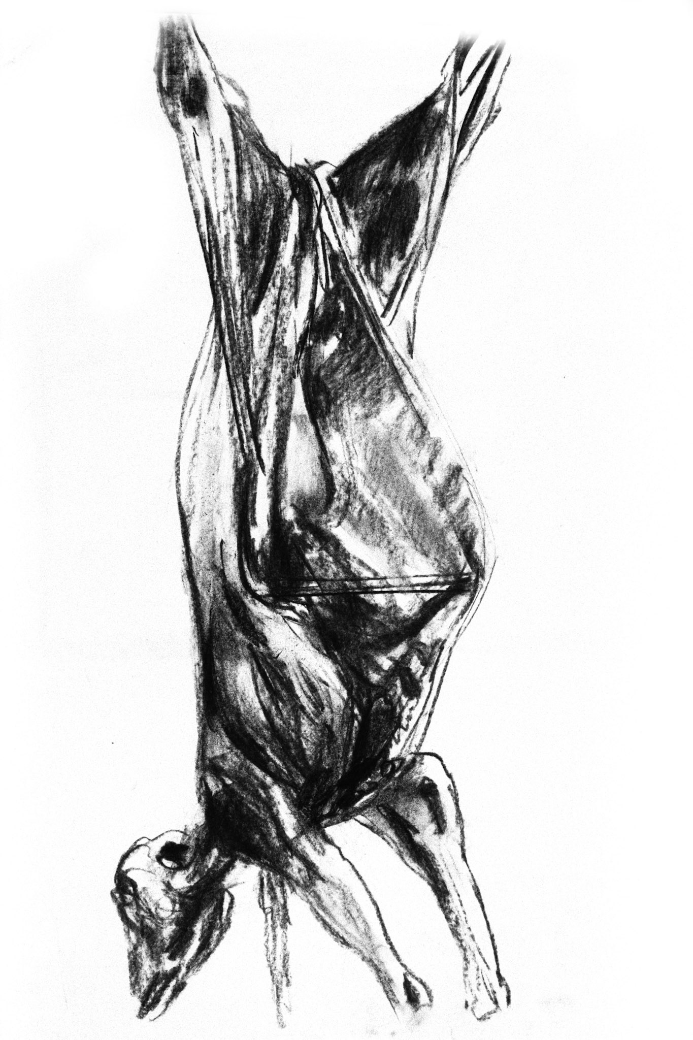 Carboncillo/papel amarillento.- 70x49,5cm