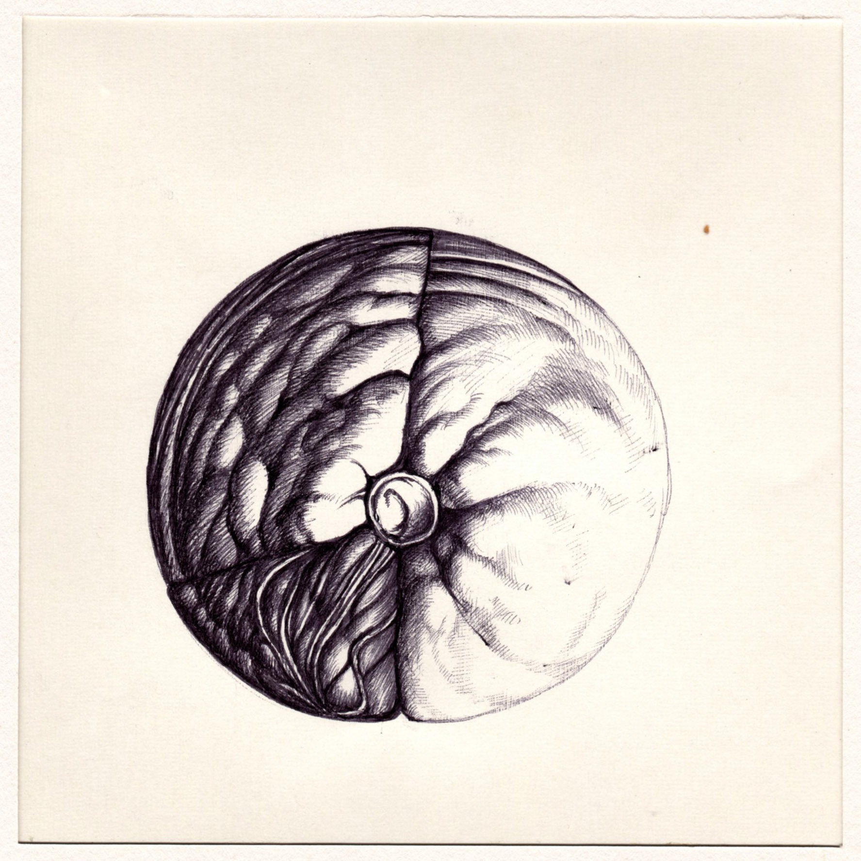 boligrafo/papel._ 14,3 x 14,3 cm