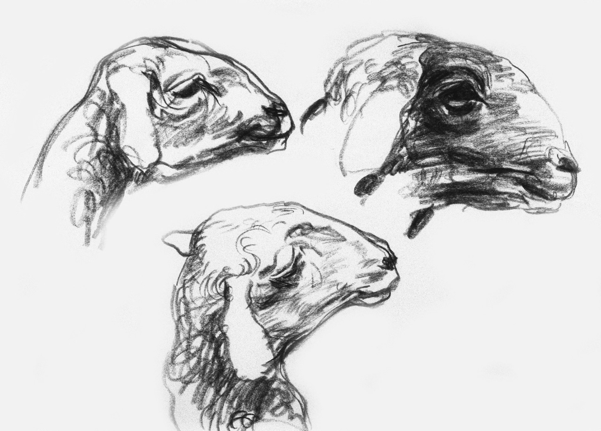 Carboncillo/papel.-30,5x40,5 cm