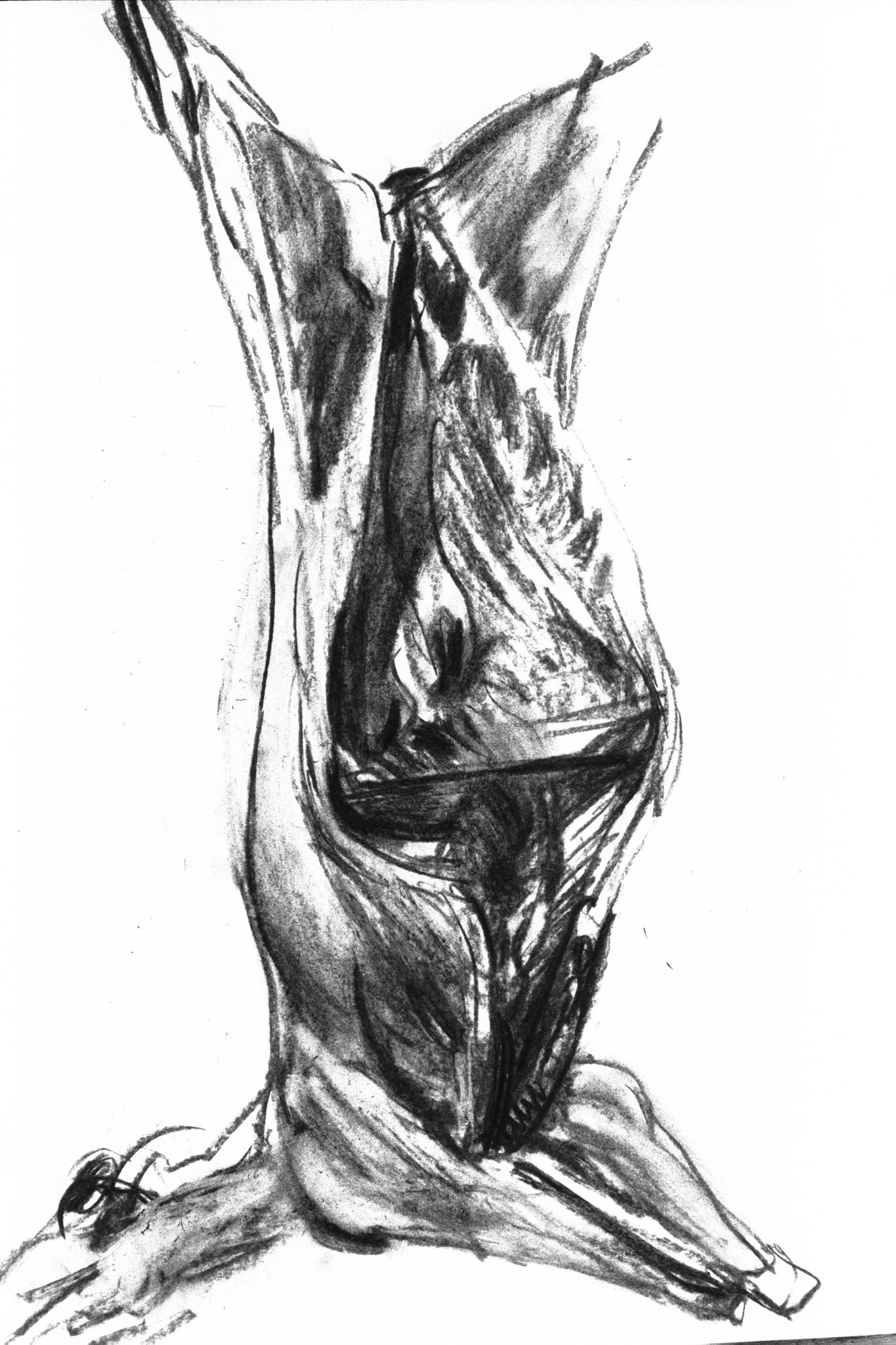 Carboncillo/papel amarillento.- 70x49,5cm