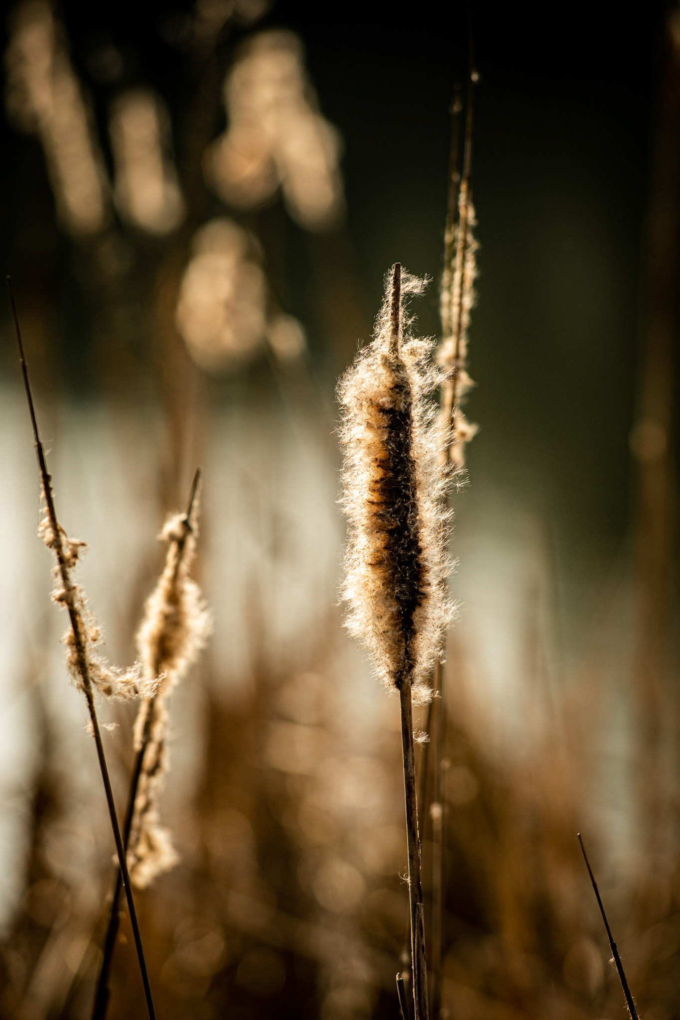 4aine - Luc Van Malderen