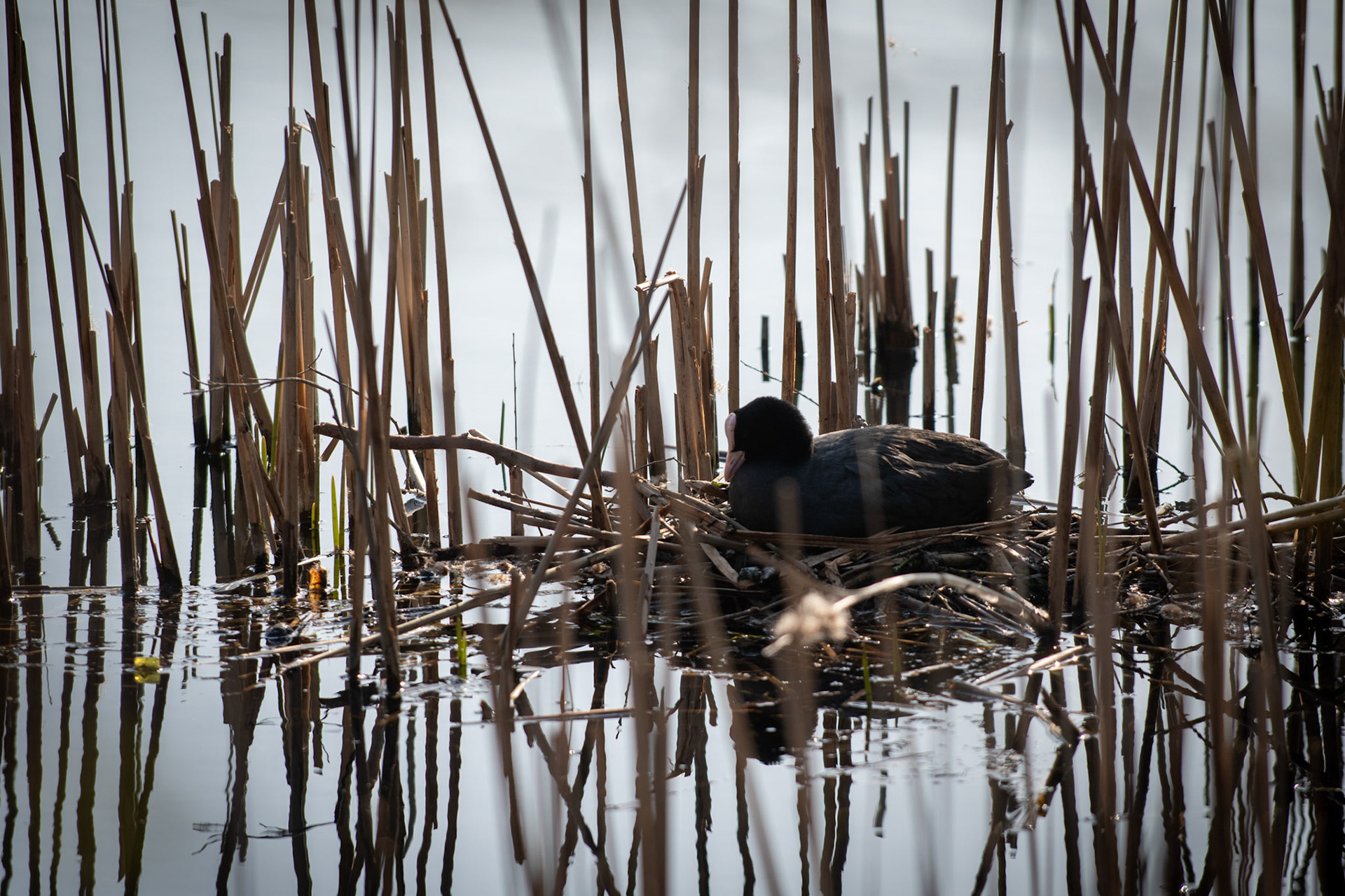 4aine - Luc Van Malderen