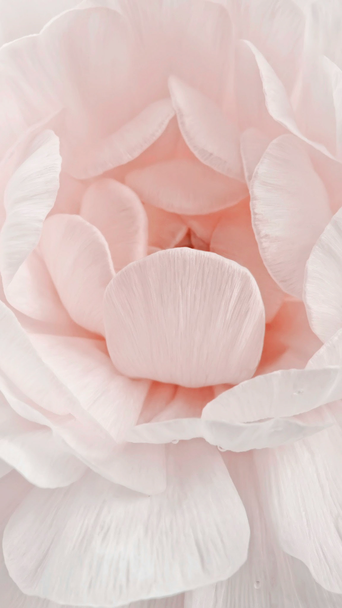 Pure white Ranunculus close up